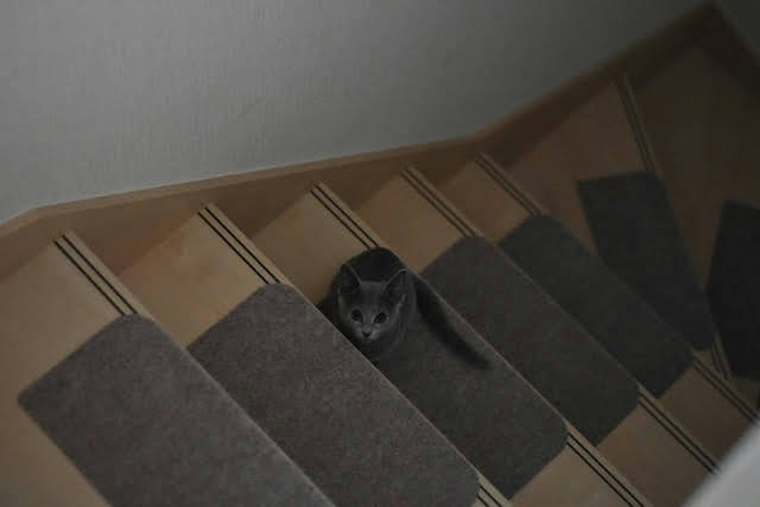 Imagen de un gato sentado en escaleras con escalones y alfombras de color claro