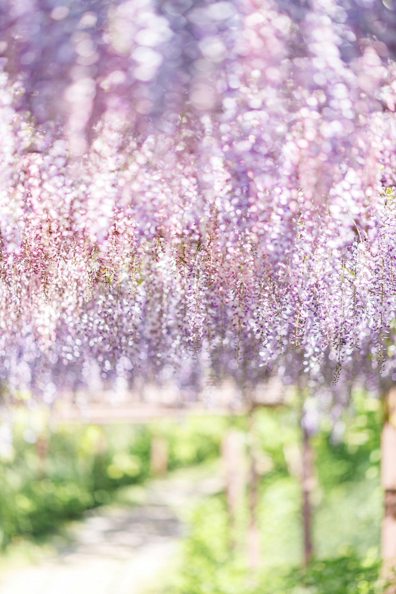 ทิวทัศน์ที่สวยงามพร้อมดอกวิสทีเรียสีม่วงที่บาน