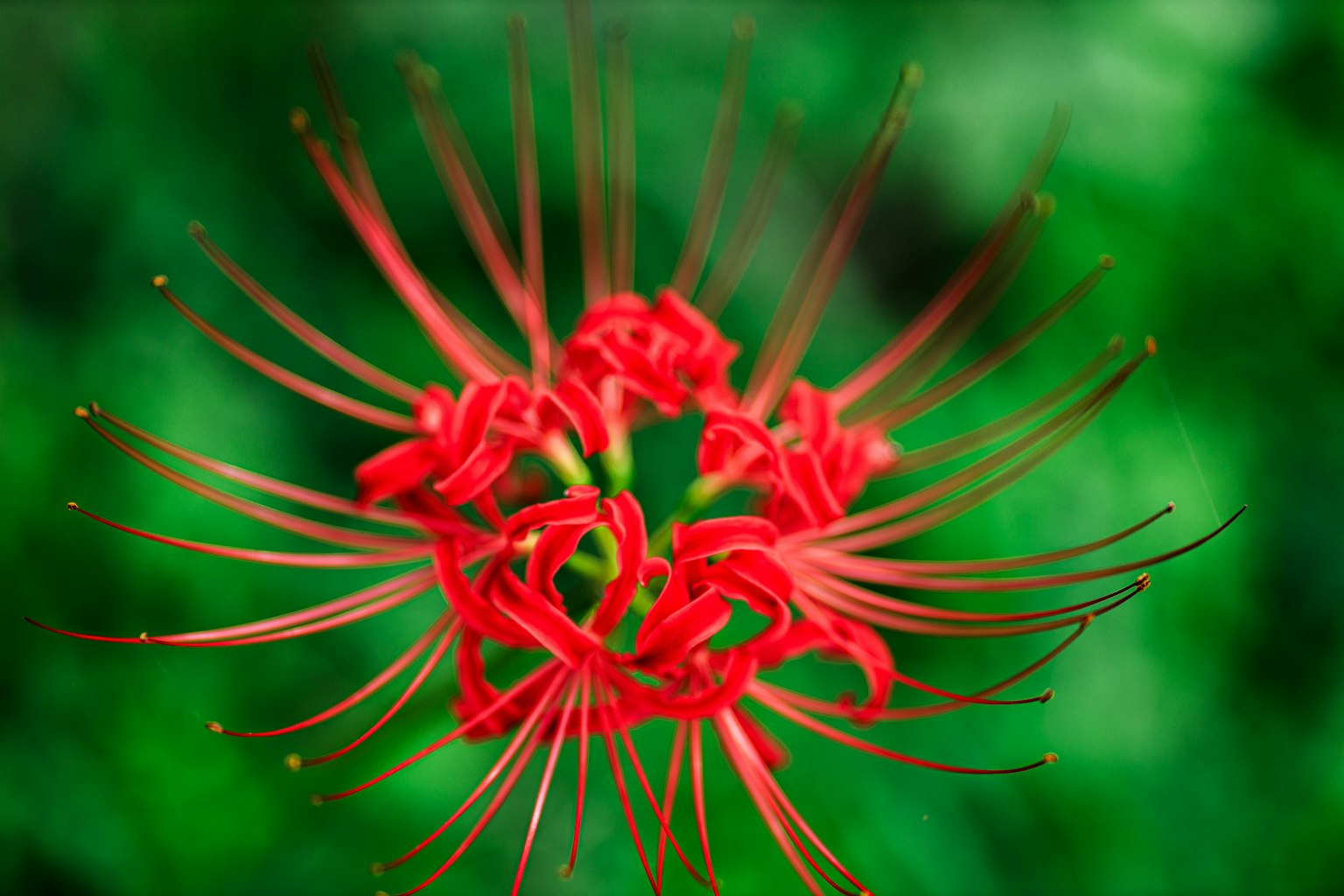 Bunga lily laba-laba merah cerah mekar di latar belakang hijau