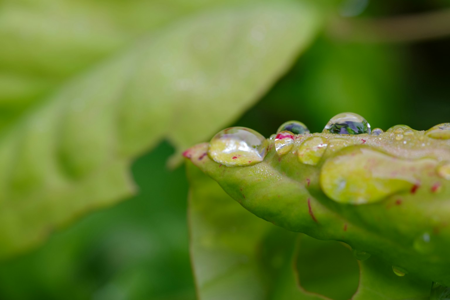 Gros plan de gouttes d'eau sur une feuille avec un fond vert