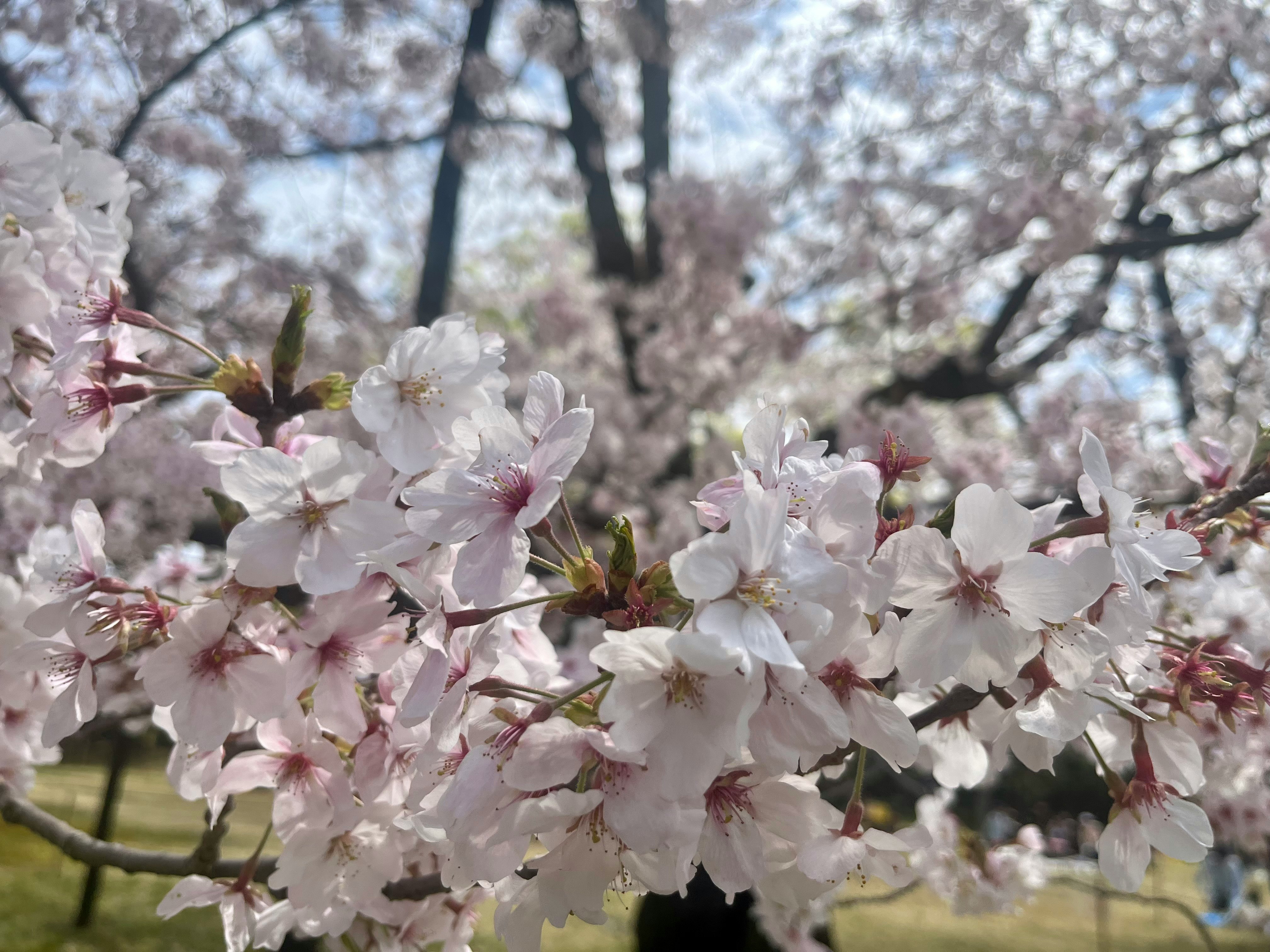 Hoa anh đào nở rộ trong khung cảnh ngắm hoa (hanami)