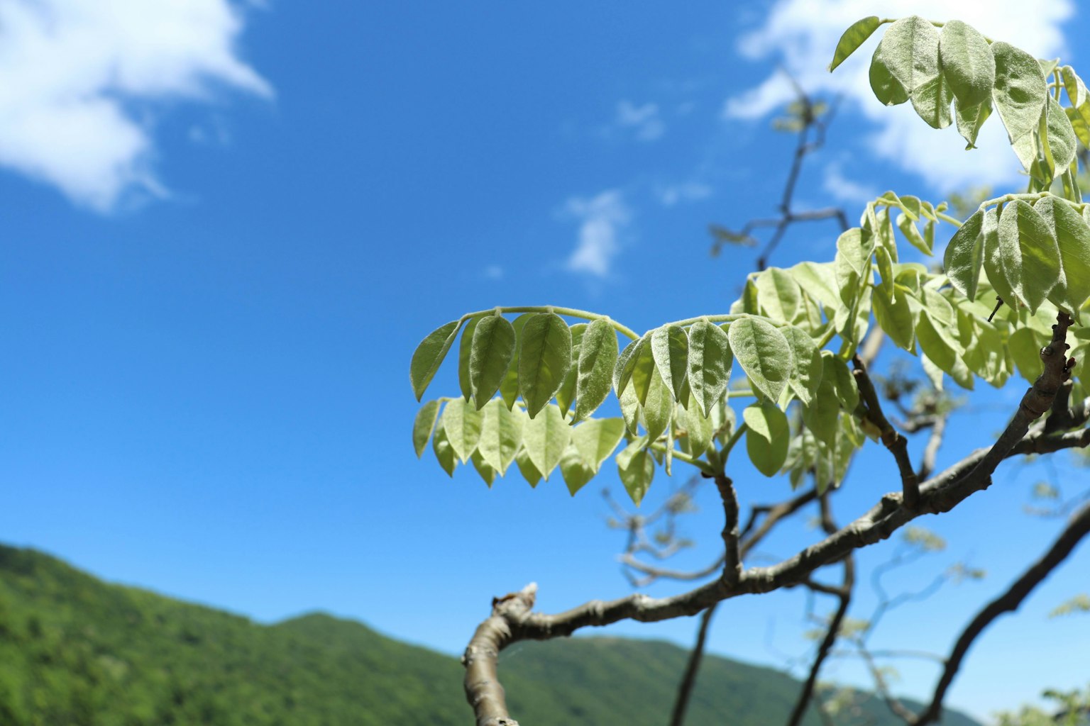 Feuilles sur une branche avec un ciel bleu et des montagnes vertes en arrière-plan