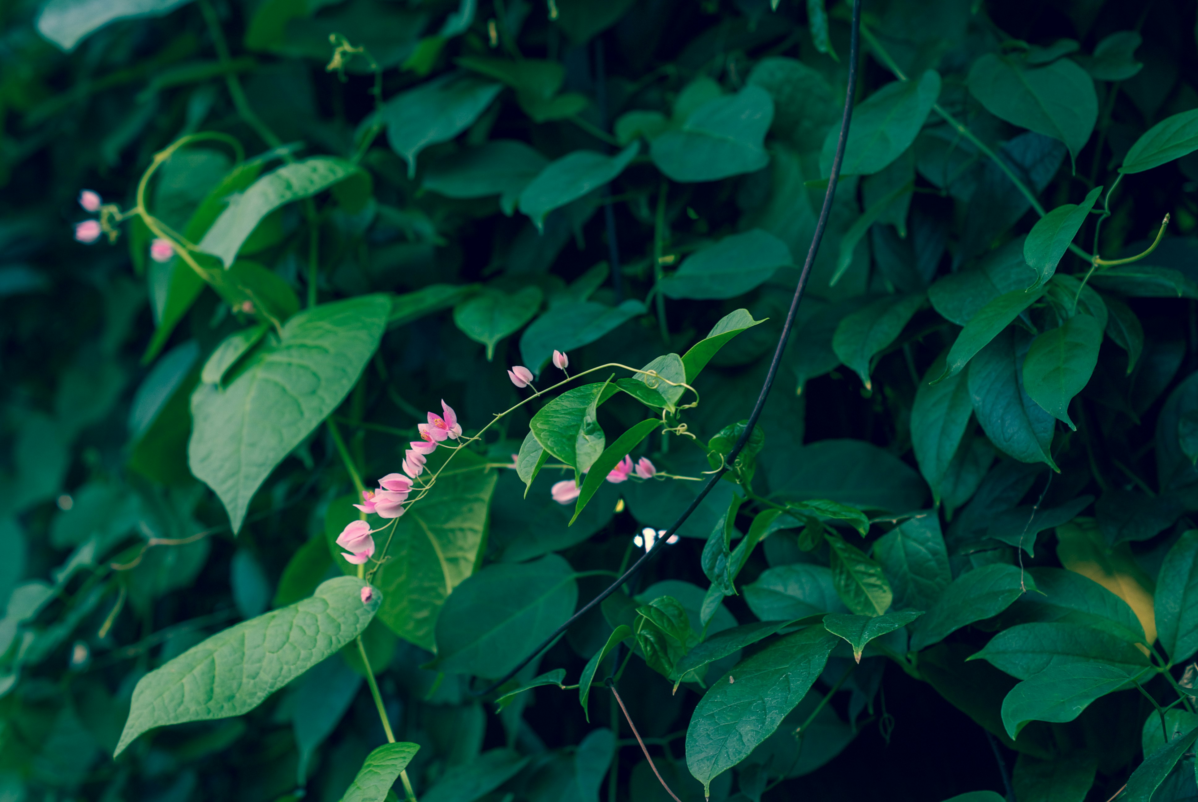 緑の葉と小さなピンクの花が特徴的な植物のクローズアップ