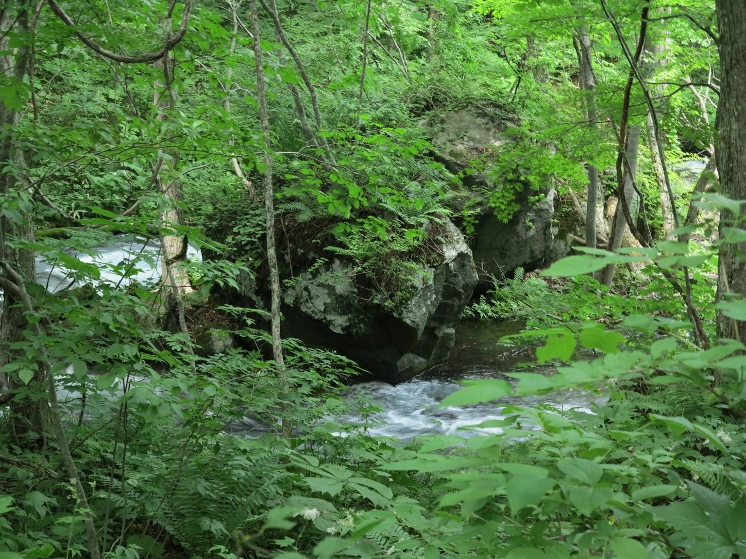 Eine ruhige Aussicht auf einen Bach, der durch einen üppigen Wald fließt
