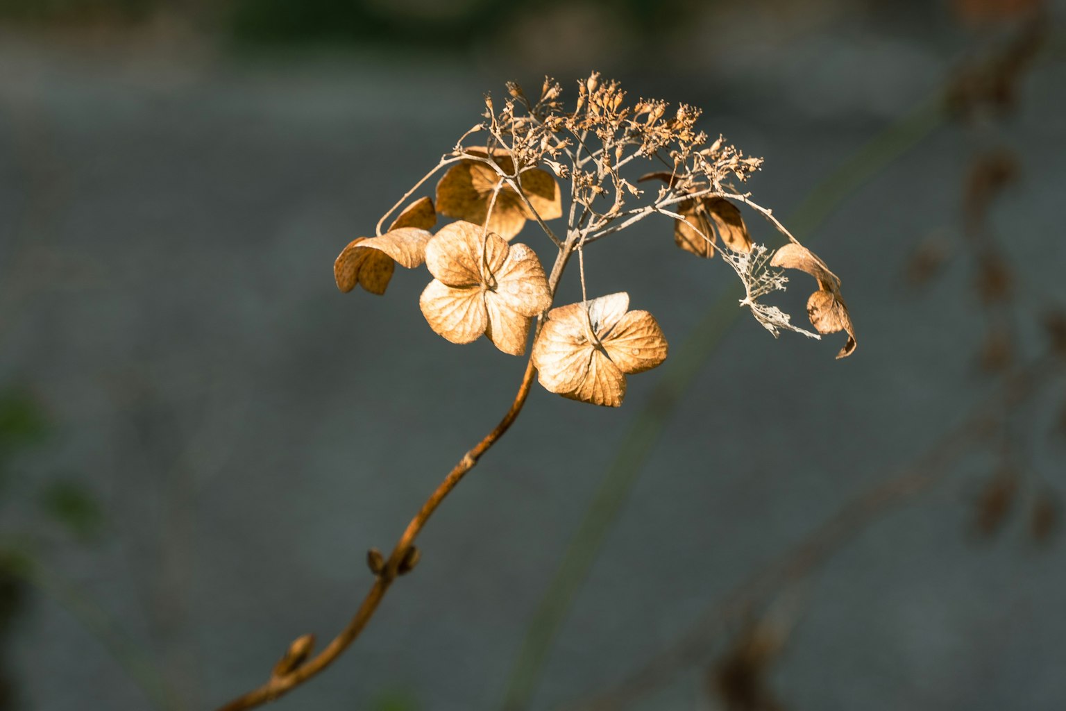 Branche de fleur d'hortensia séchée sur fond flou