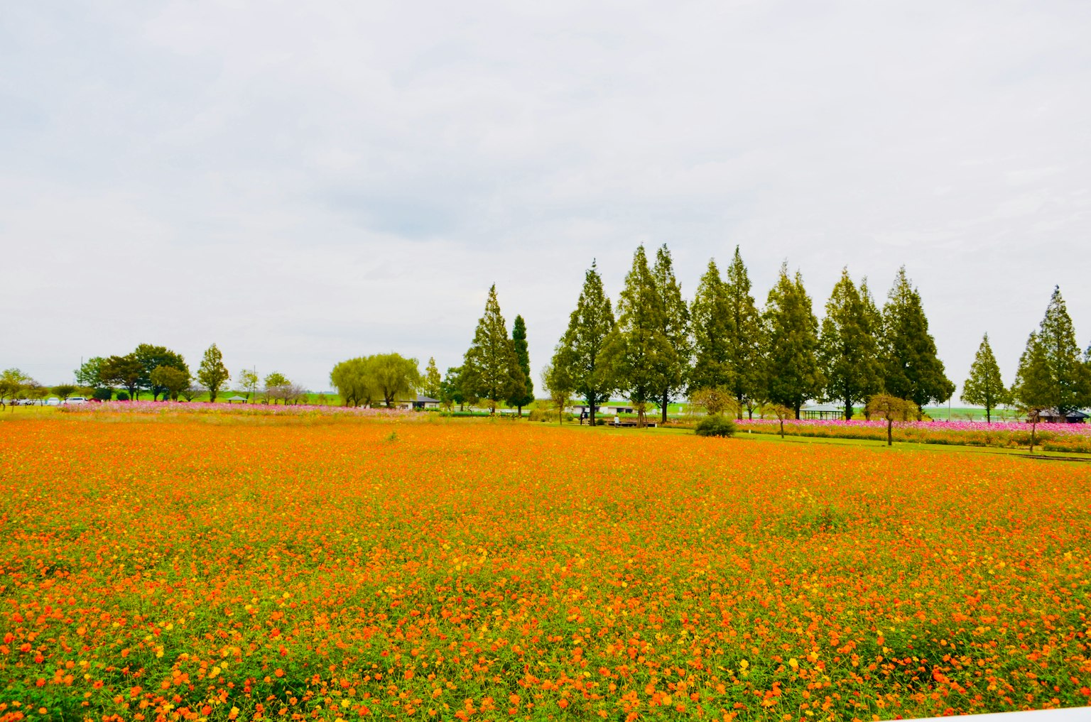Weites Feld mit orangefarbenen Blumen und hohen Bäumen im Hintergrund
