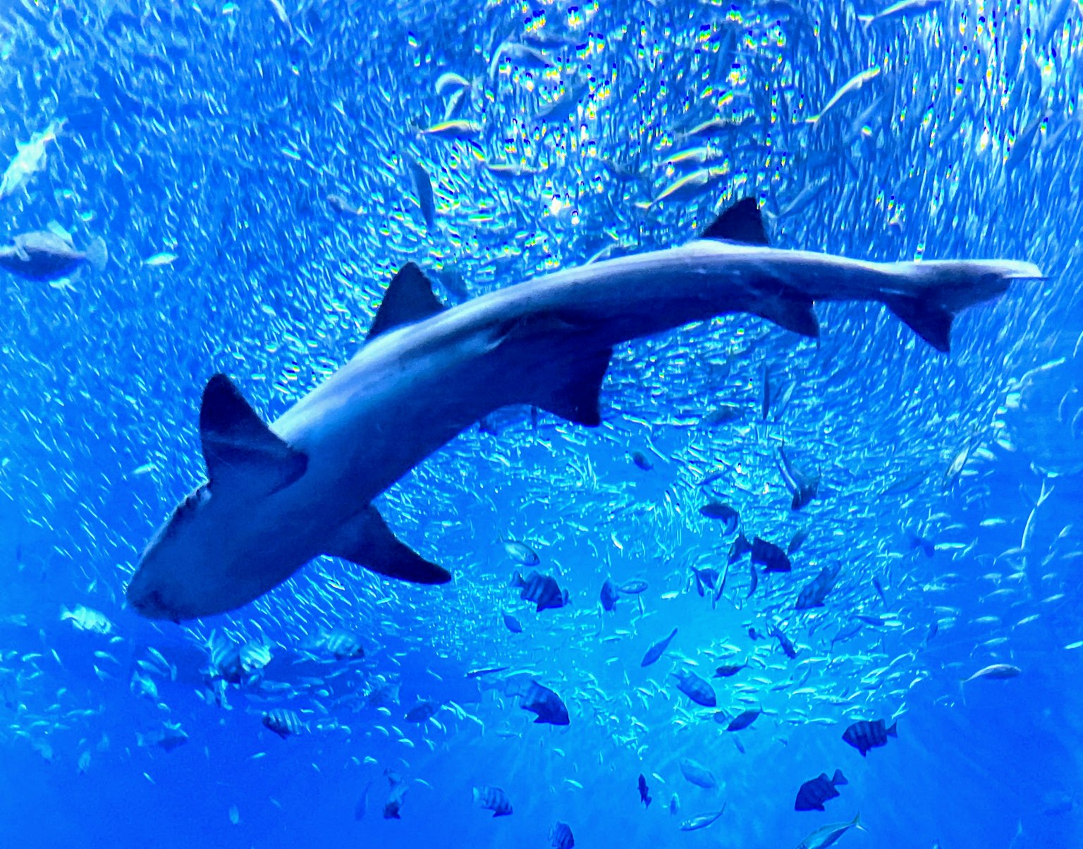 Image d'un requin nageant dans une eau bleue entouré de petits poissons