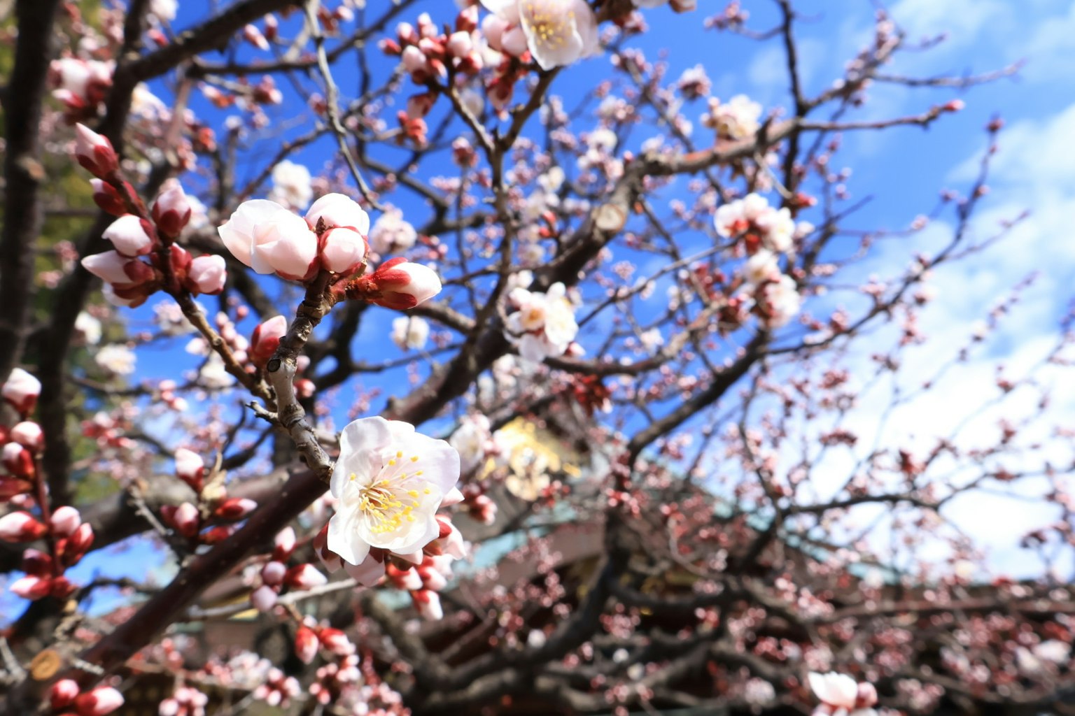 Albero di prugno con fiori bianchi e gemme sotto un cielo azzurro