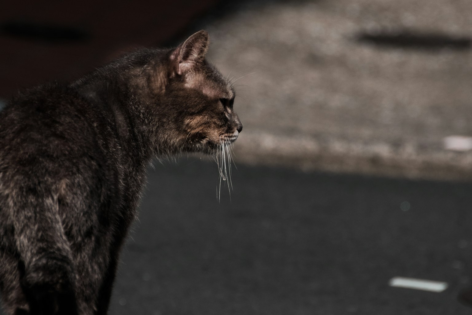 Un gatto scuro che fissa intensamente una strada della città