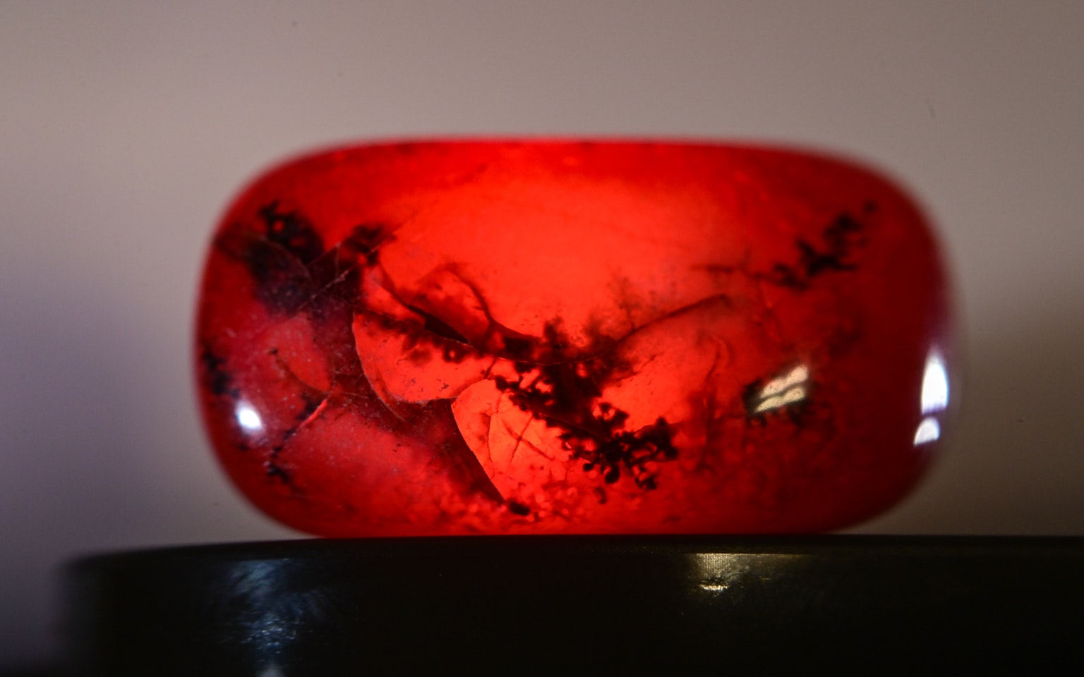 Ambra rossa con inclusioni di piante fossili