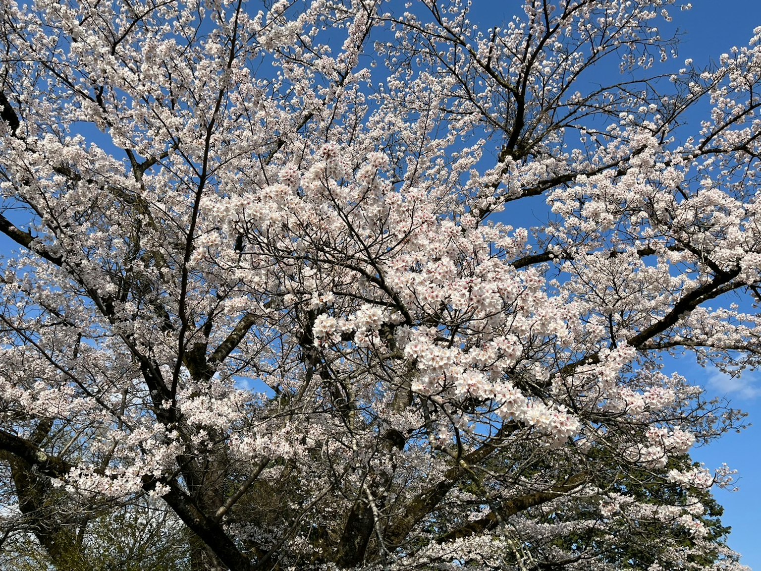Albero di ciliegio in fiore contro un cielo blu chiaro