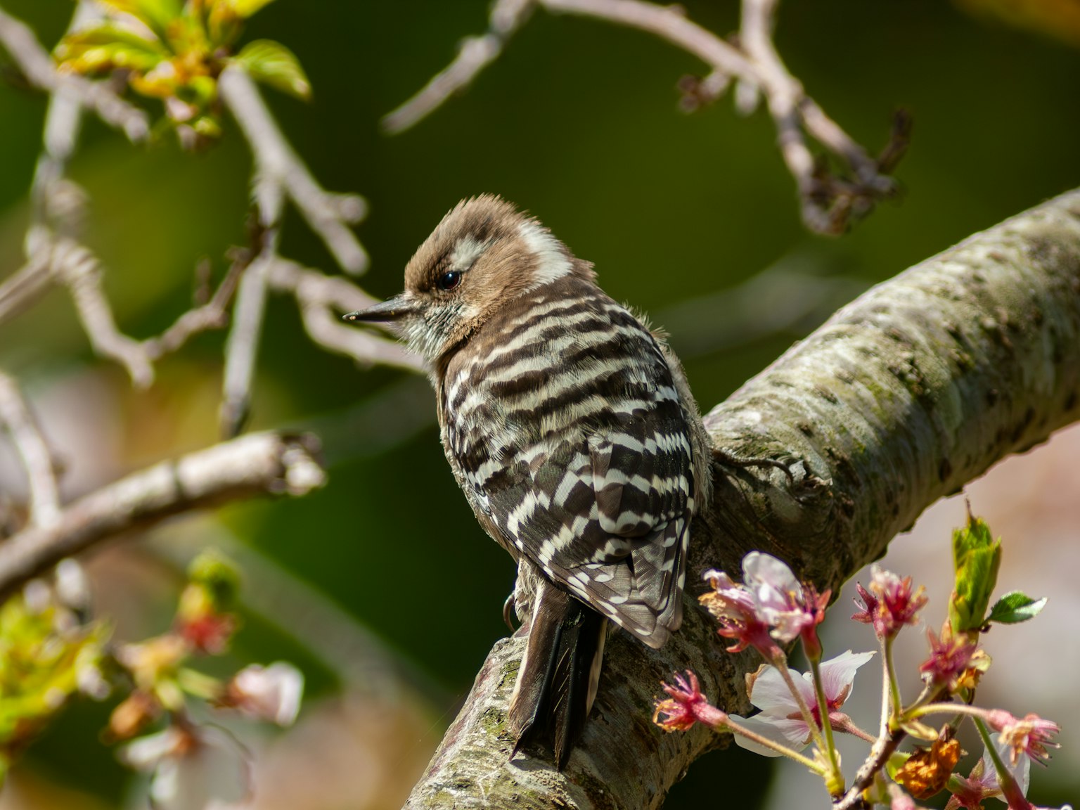 Un pájaro rayado posado en una rama de árbol cerca de flores en flor