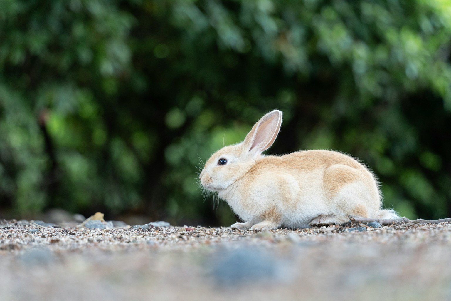 A small brown rabbit sitting on the ground with green trees in the background