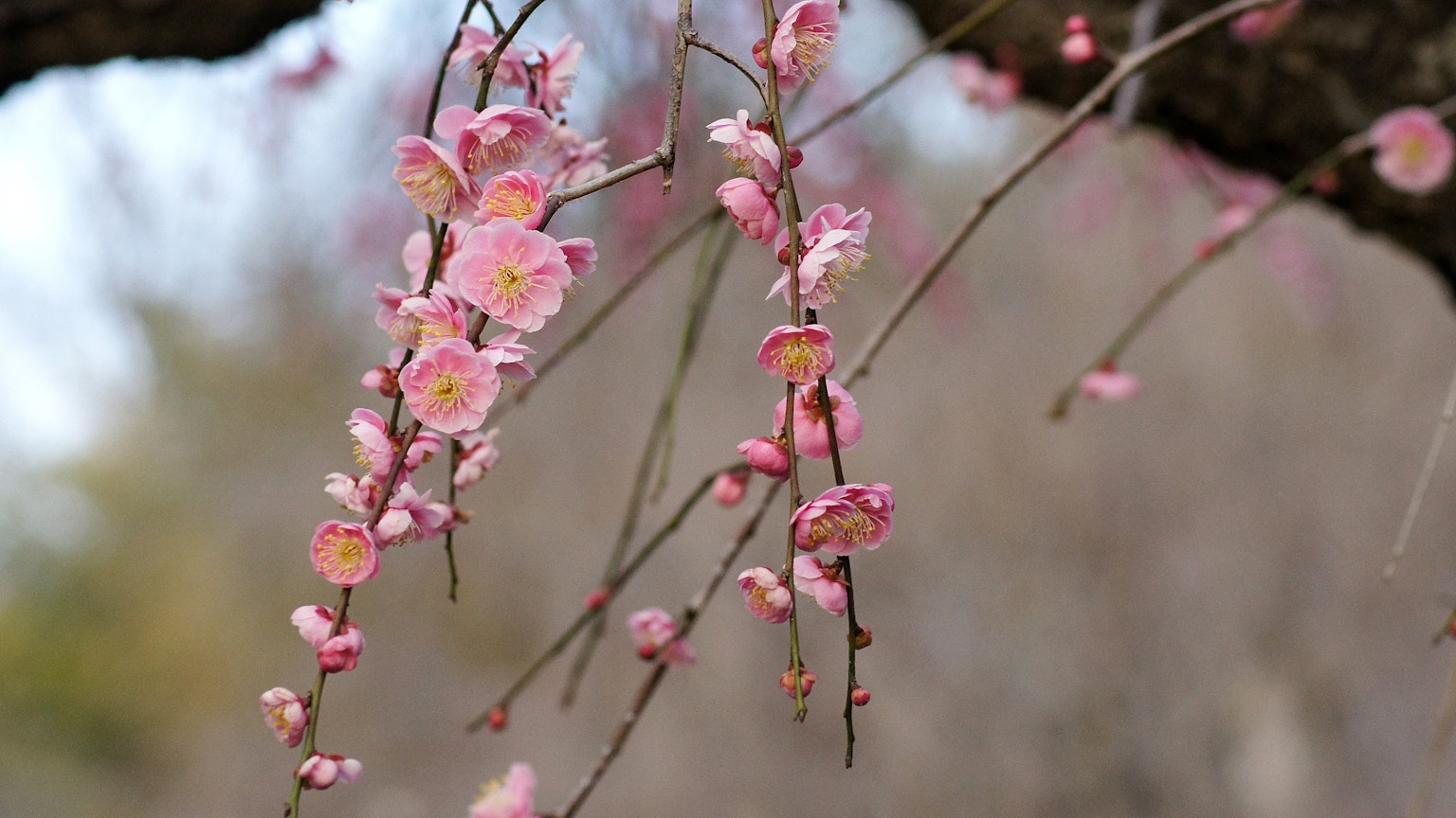 Zweige mit zarten rosa Blüten geschmückt