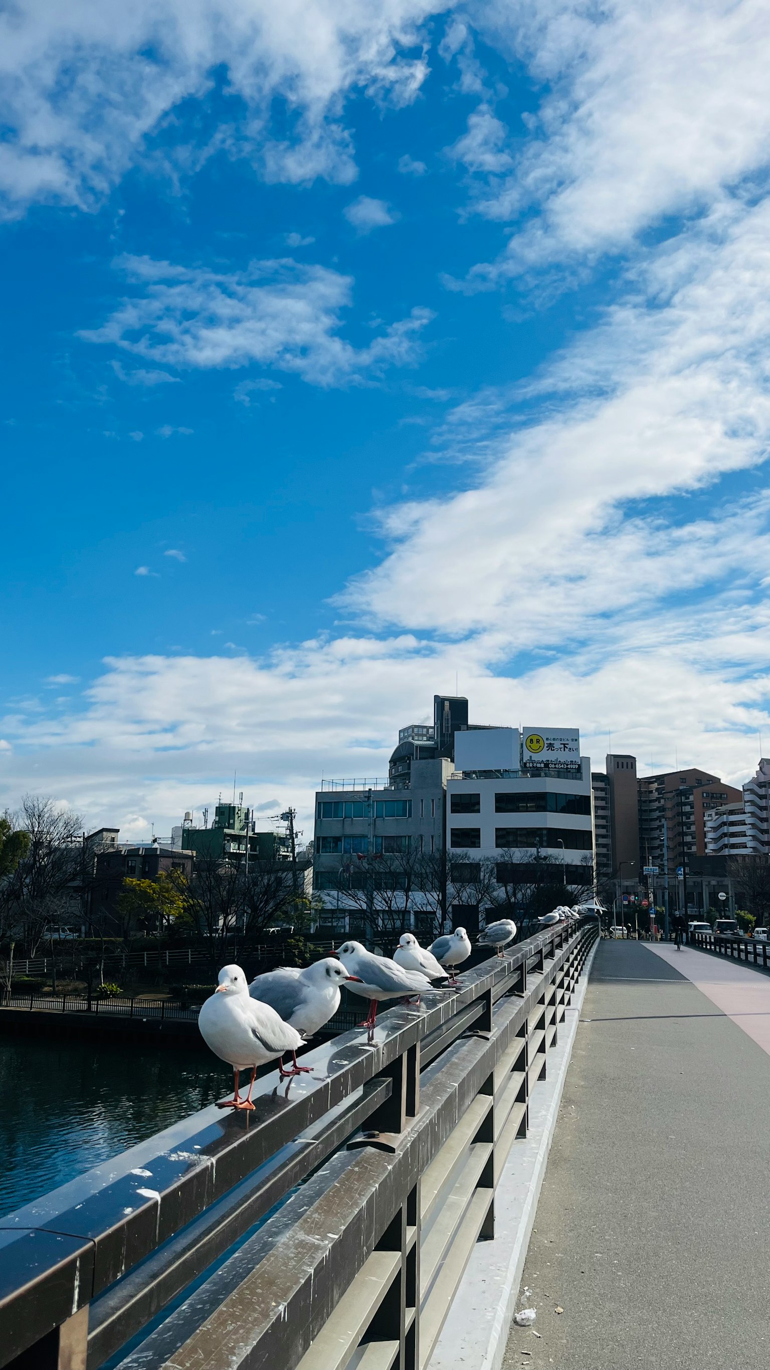 Seagulls perched on a railing under a blue sky with clouds and buildings in the background