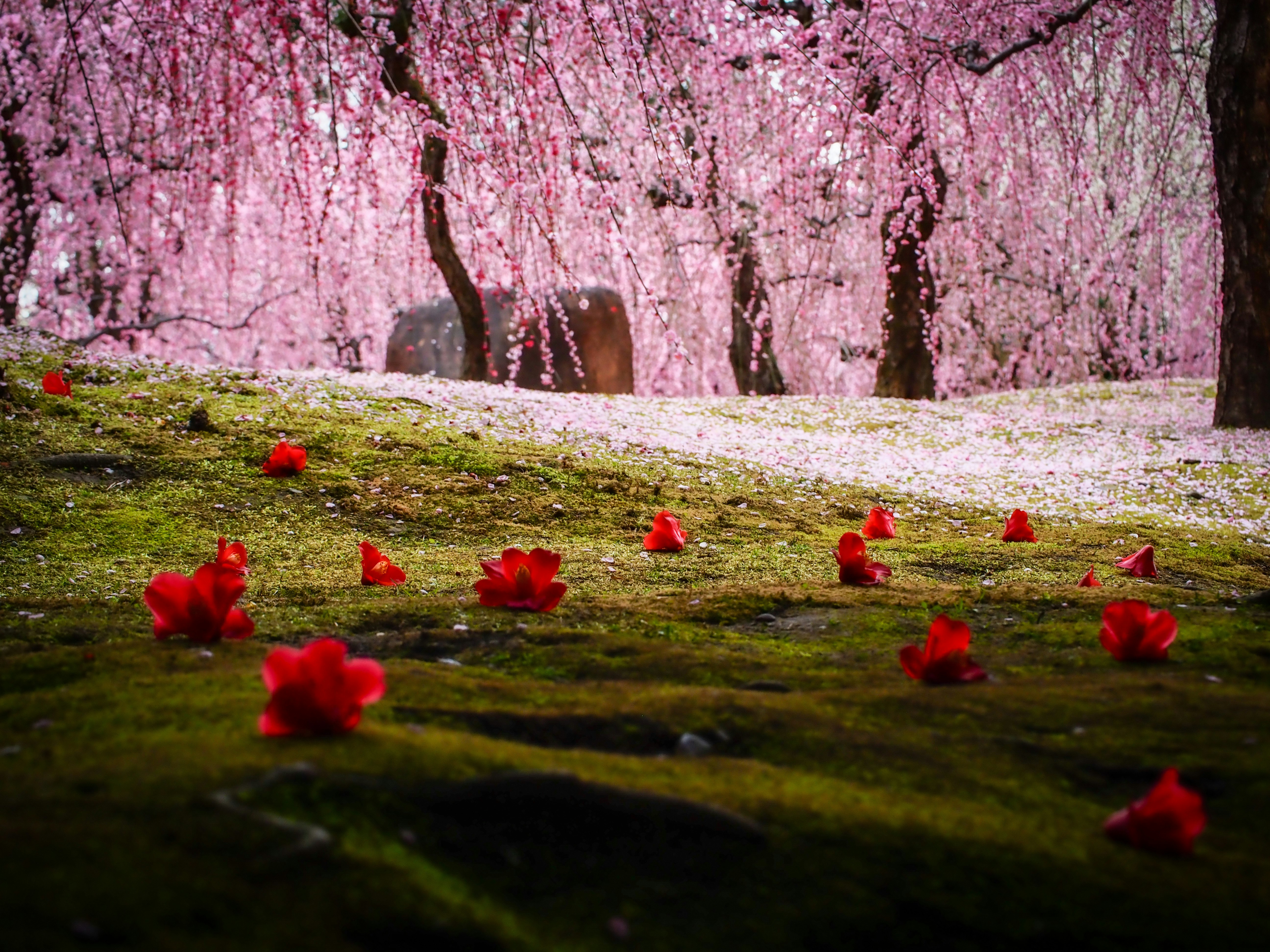 Flores rojas esparcidas sobre un sendero cubierto de musgo bajo cerezos en flor, en el cambio de invierno a primavera