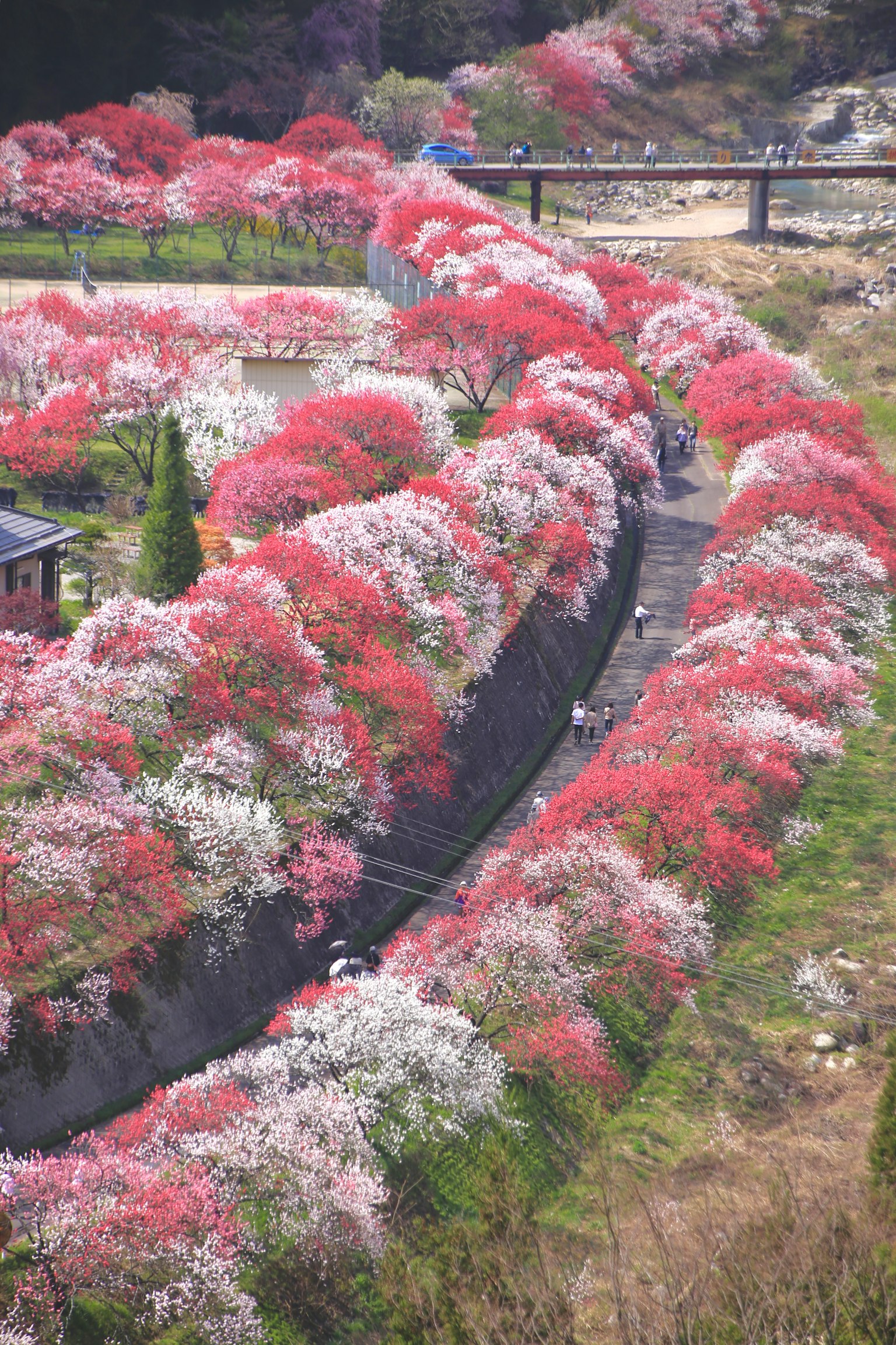 Lebendige Blumen entlang eines gewundenen Weges in einer malerischen Landschaft