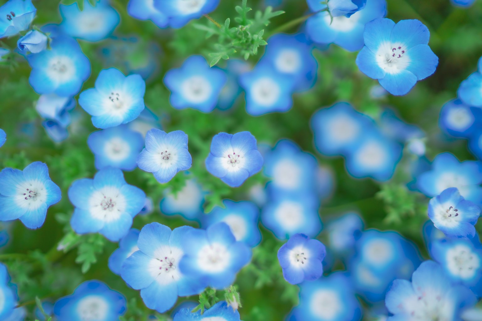 ทุ่งดอกไม้สีน้ำเงินนุ่มนวลกับพื้นหลังสีเขียวอ่อน