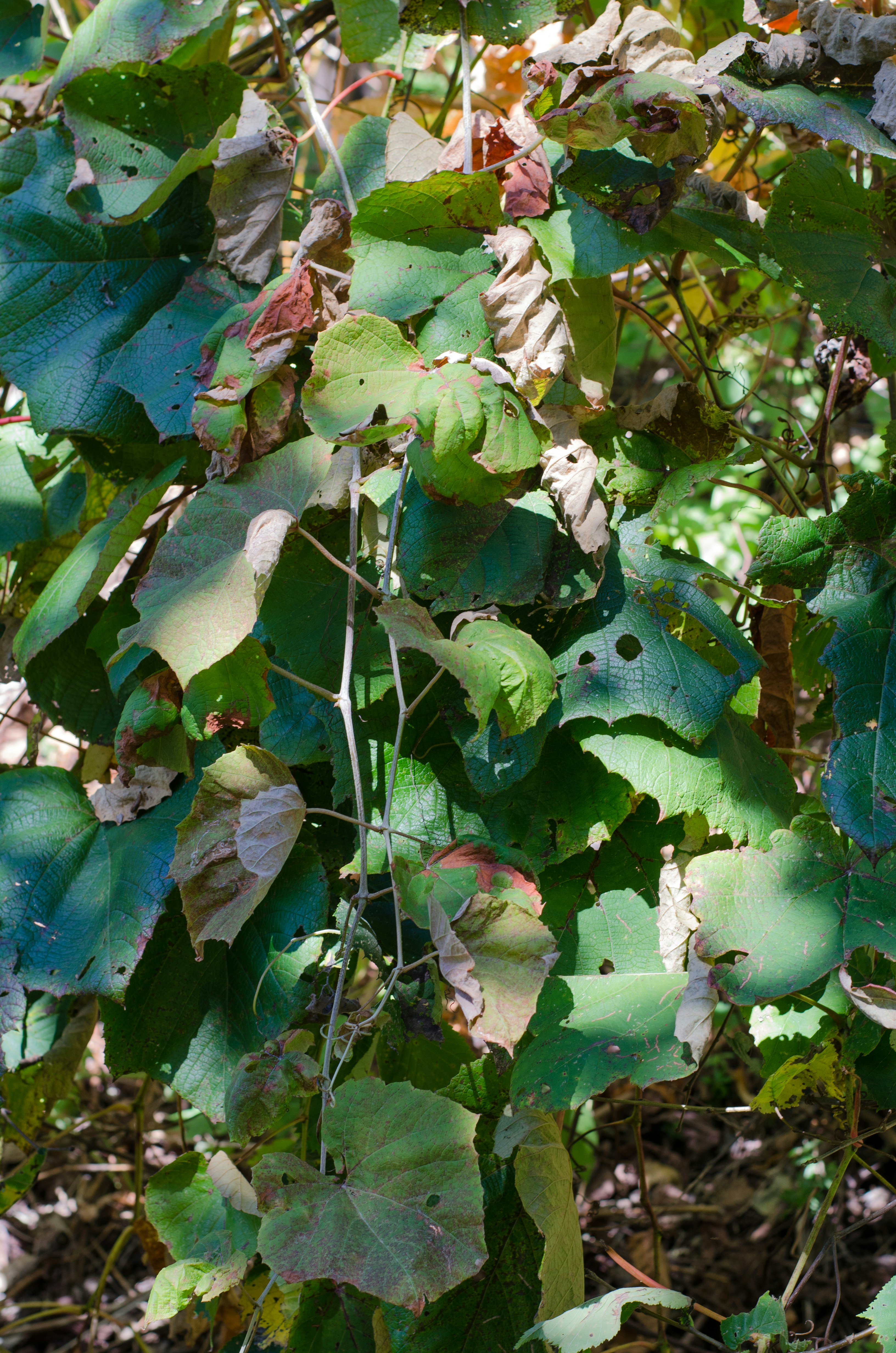 多肉植物叶片交叠