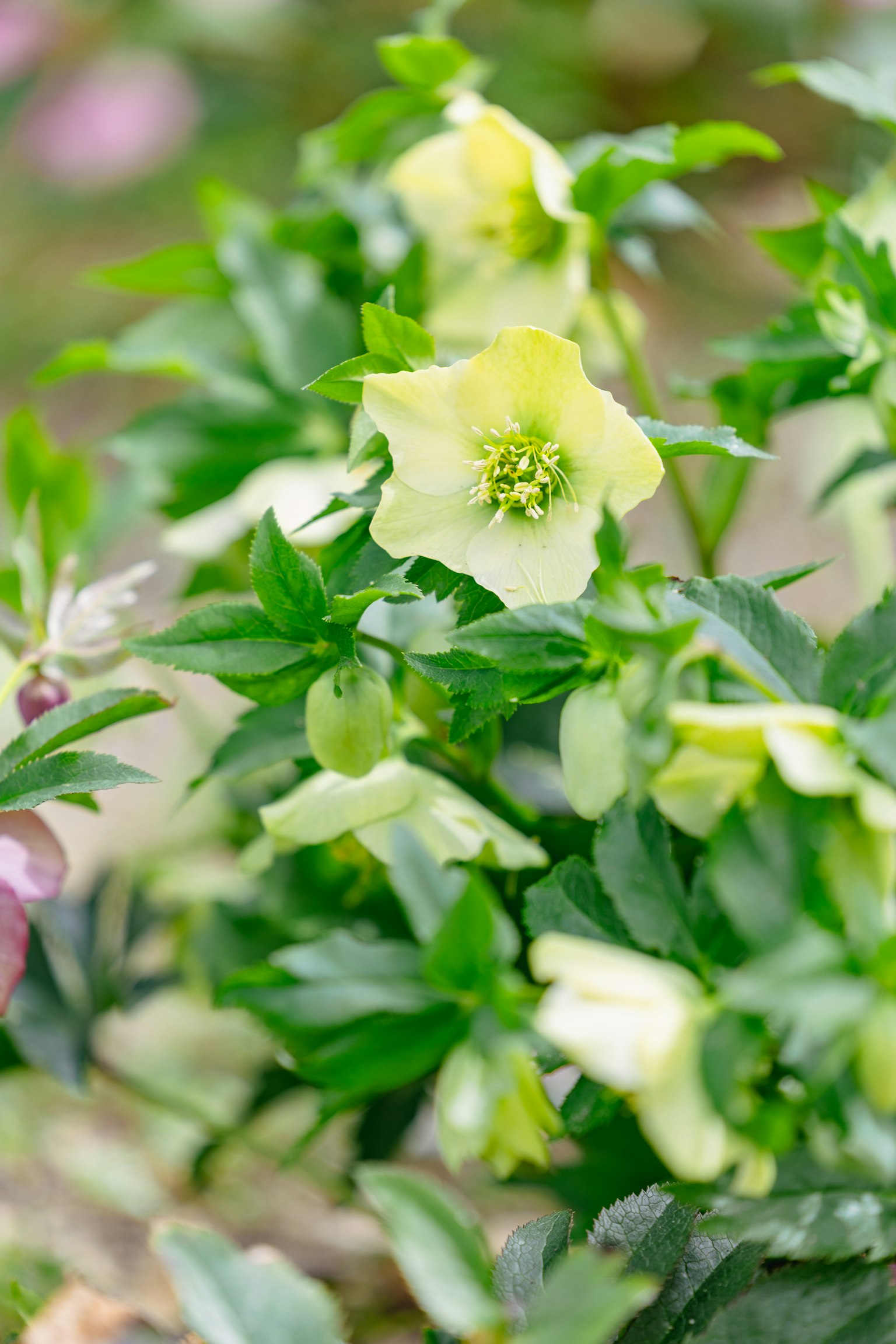 ภาพระยะใกล้ของดอกไม้สีเขียวอ่อนและใบไม้เขียวชอุ่มของ Helleborus