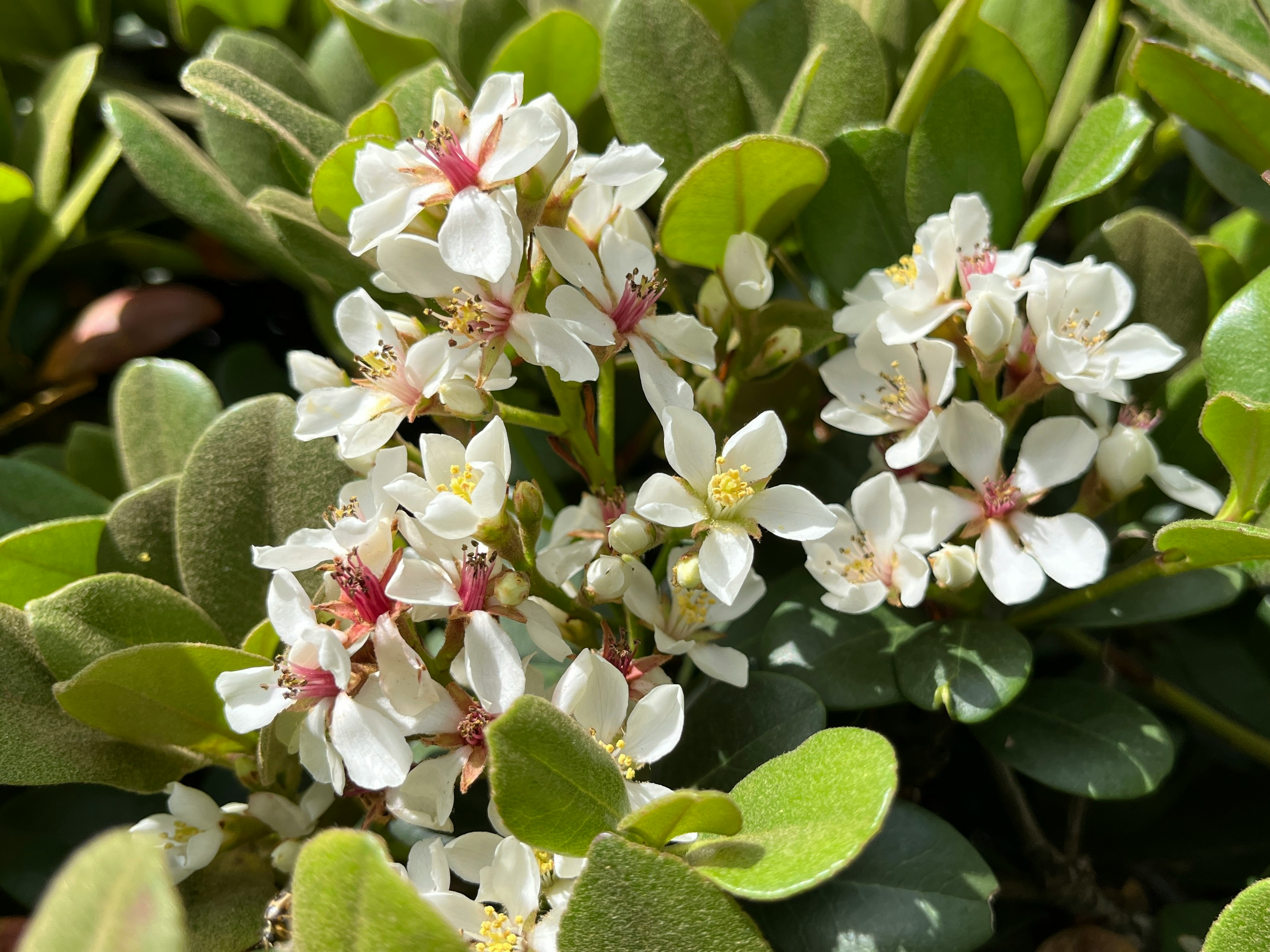 多肉植物の葉の間に咲く白い花のクローズアップ