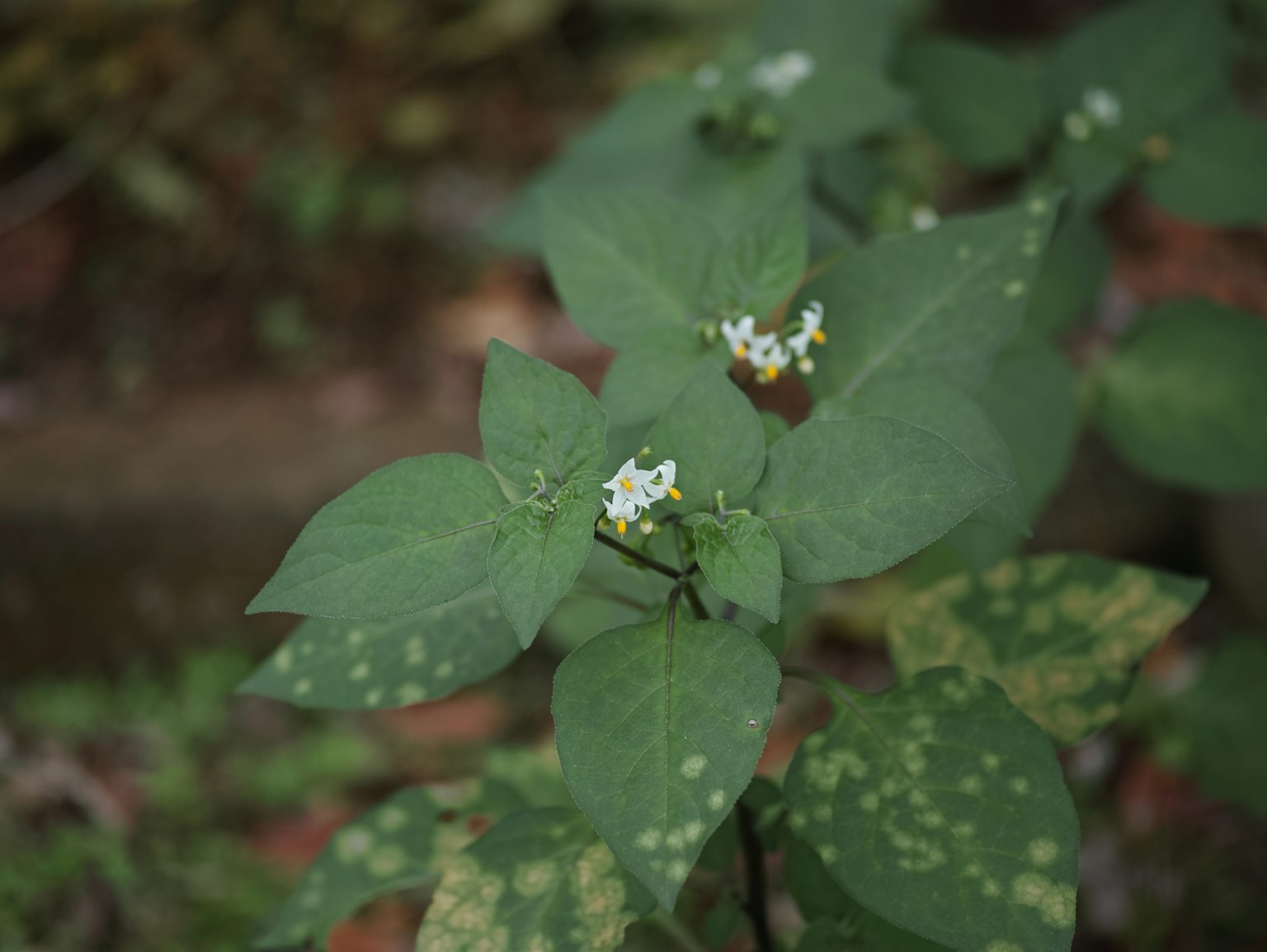 特写绿色叶子和小白花的植物