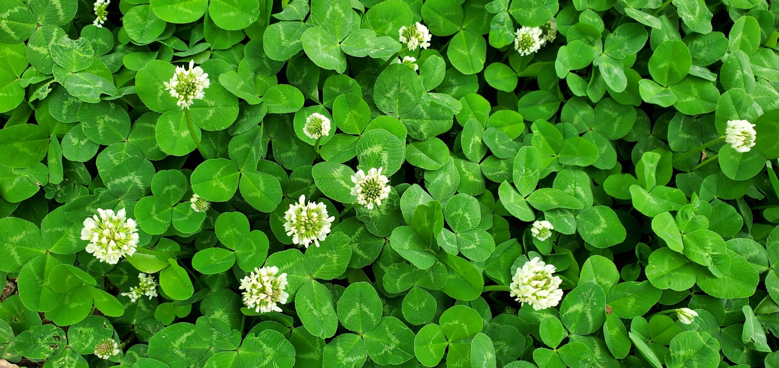 Green clover leaves with white flowers blooming