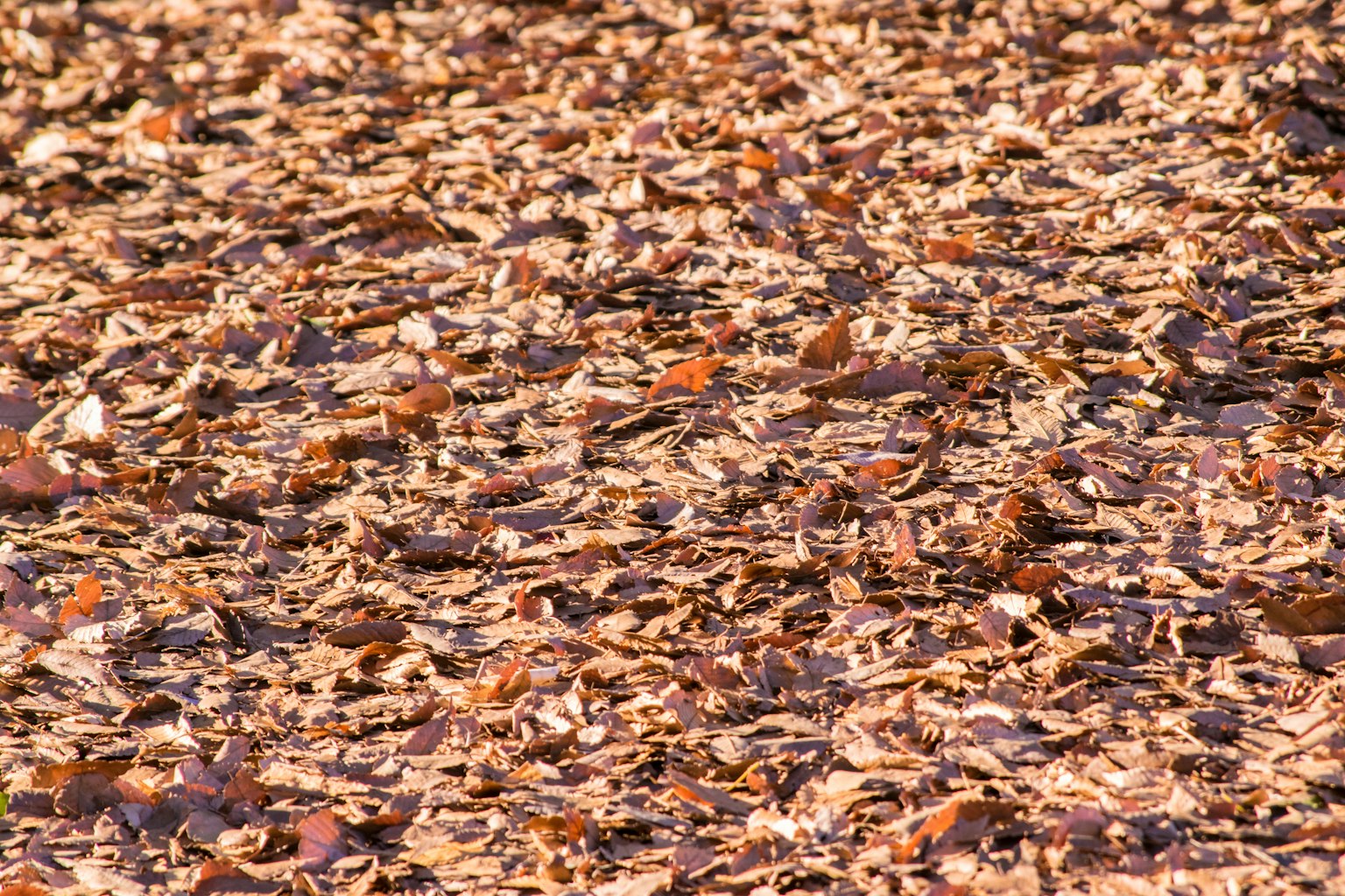 Una superficie texturizada cubierta de astillas de madera de varios tonos