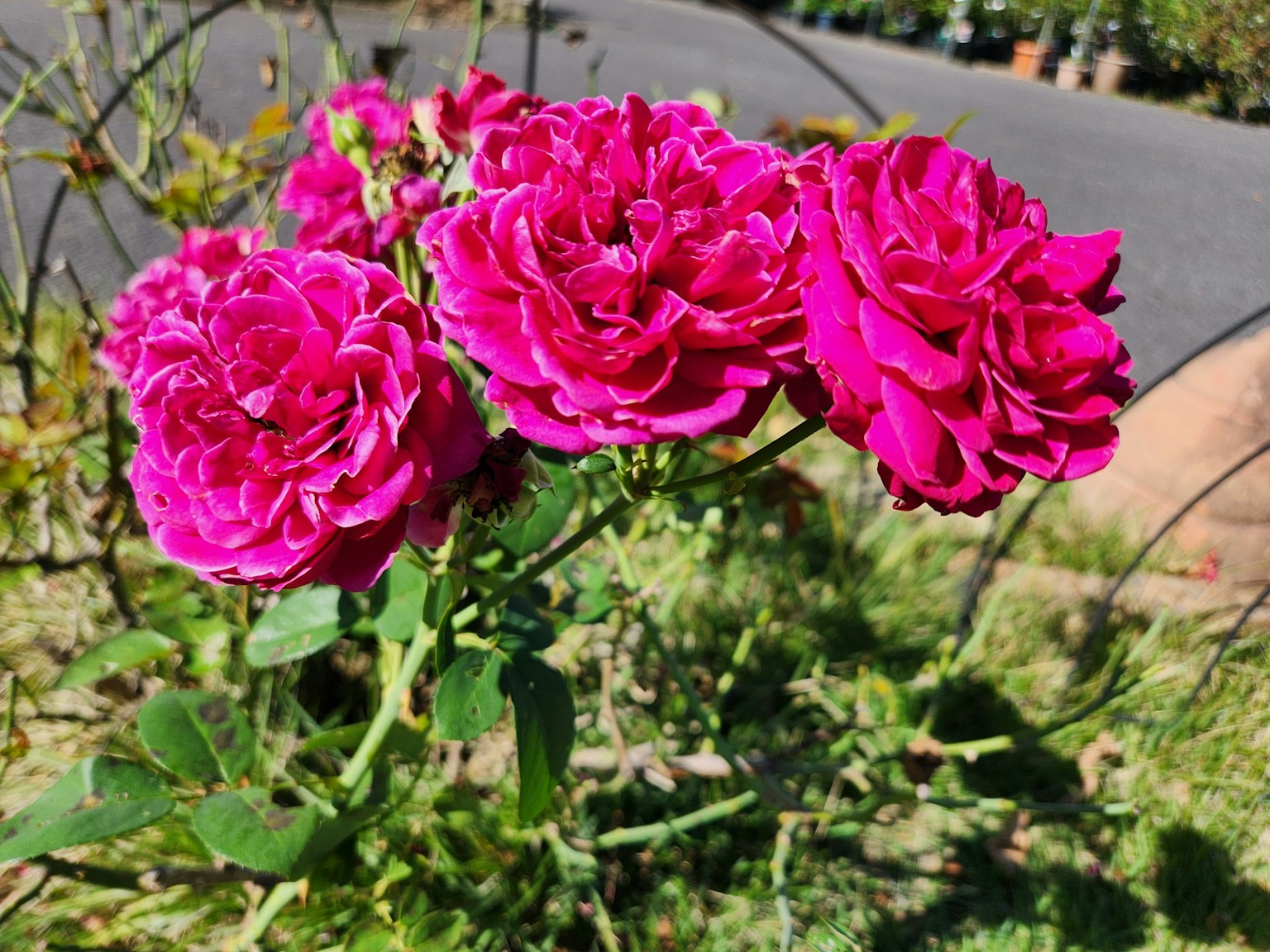 Rose rosa vivaci che fioriscono in un giardino