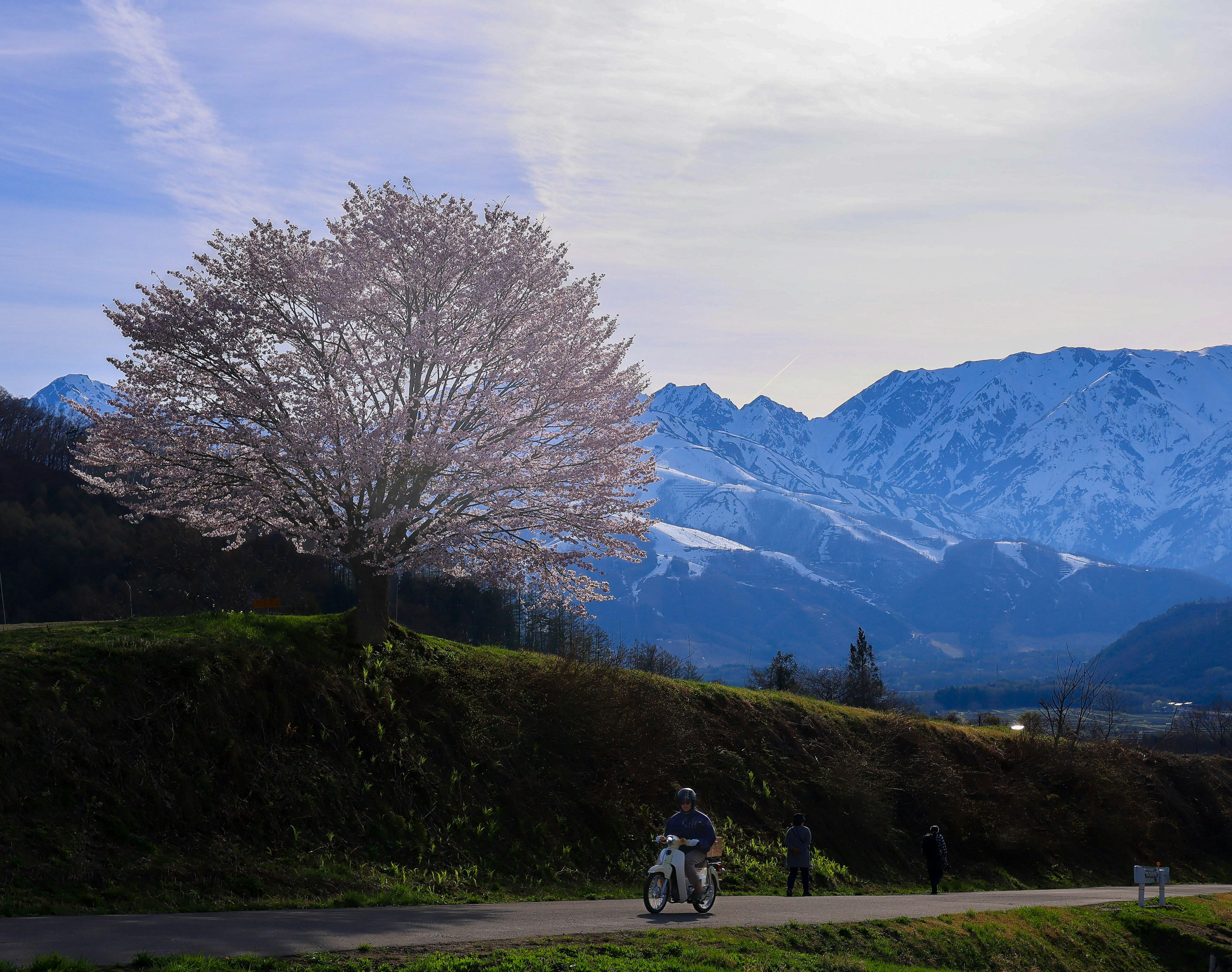 Countryside landscape with a single cherry blossom and snow-dusted mountains