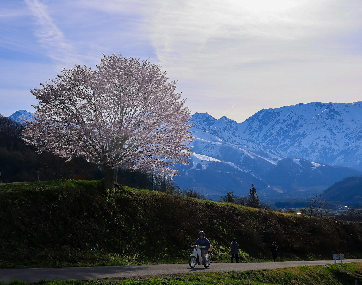 Malersicher Ausblick auf einen Kirschbaum mit schneebedeckten Bergen und Radfahrern