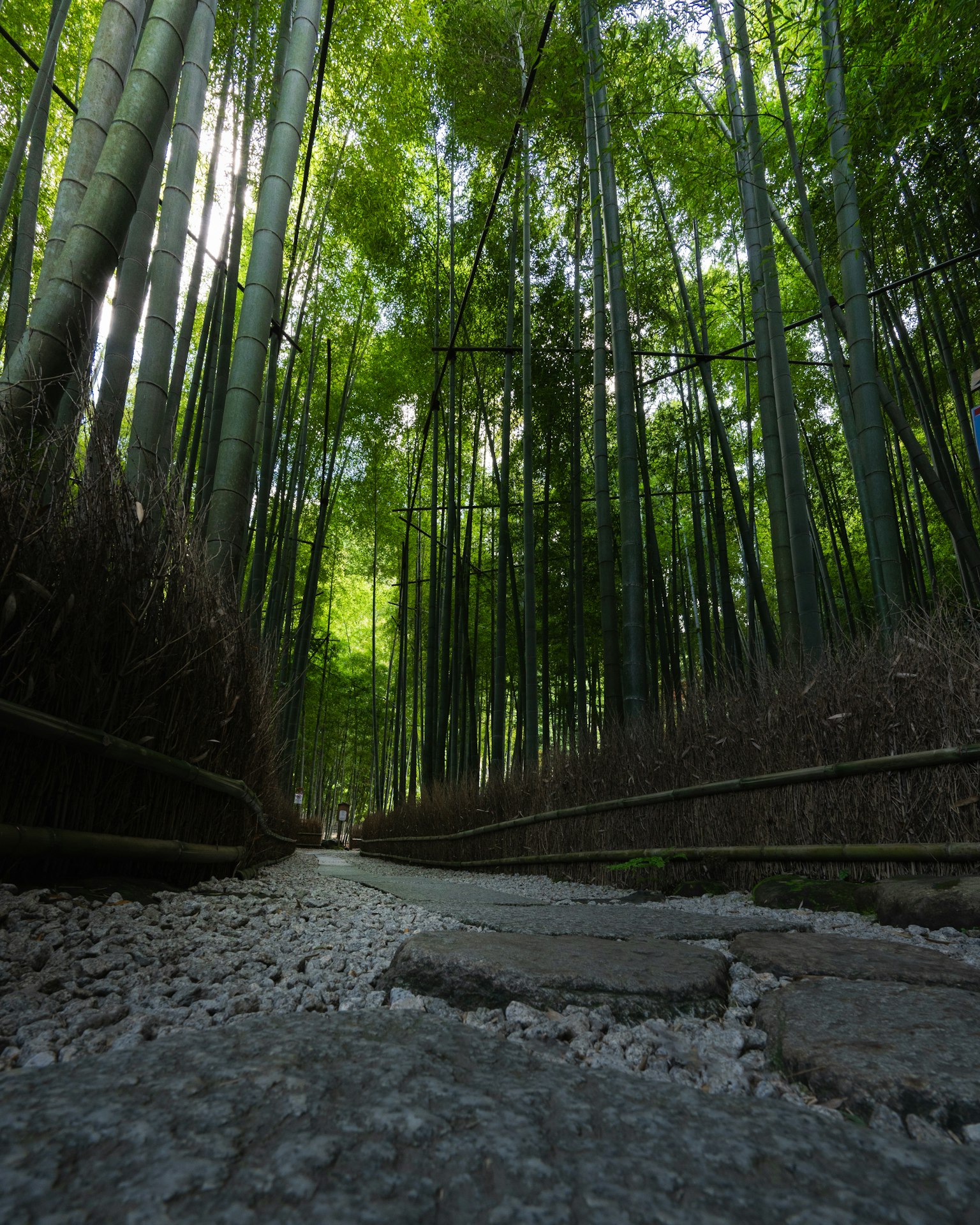 Pathway through a bamboo forest with tall green bamboo trees