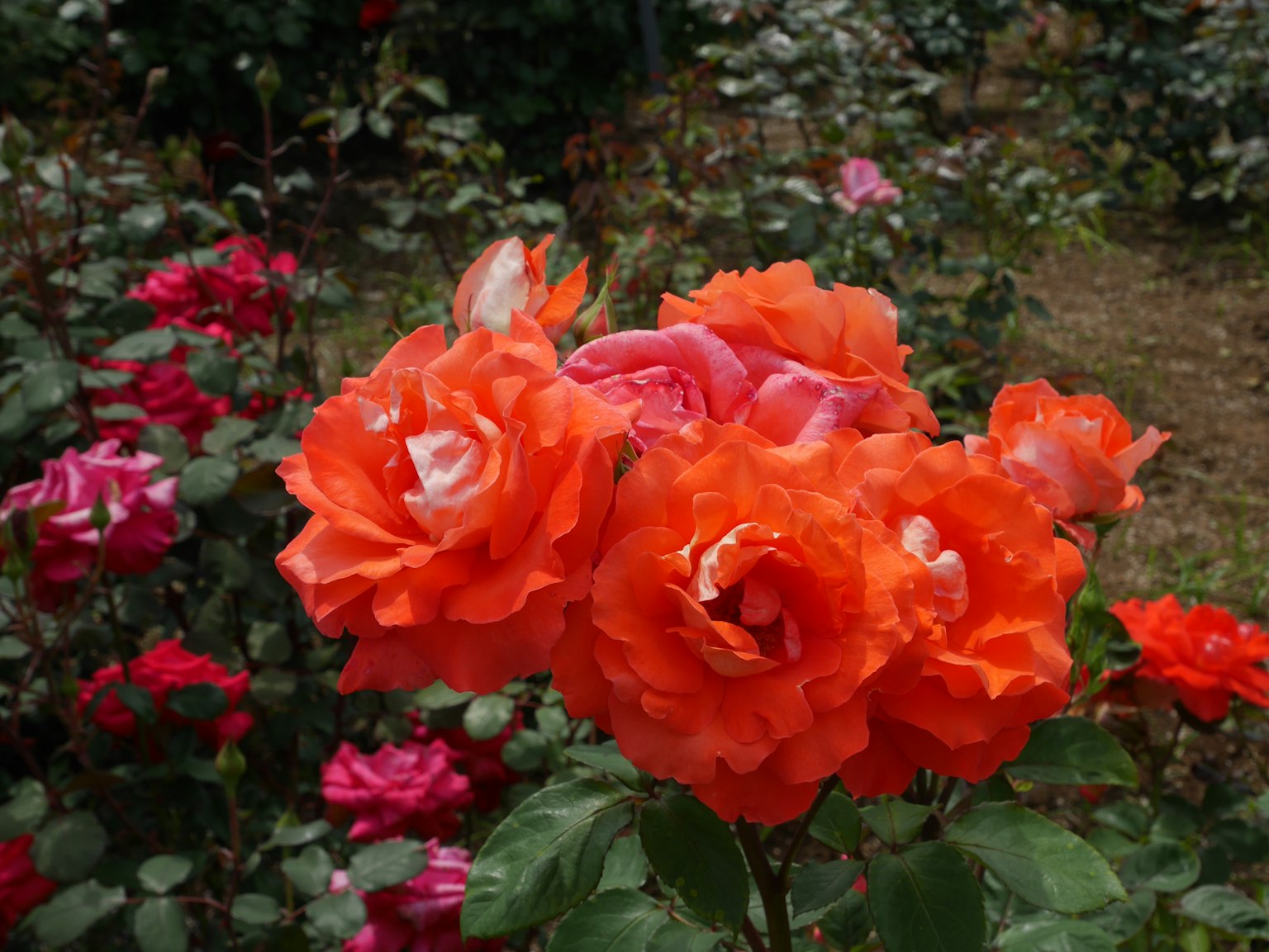 Vibrant orange roses blooming in a garden