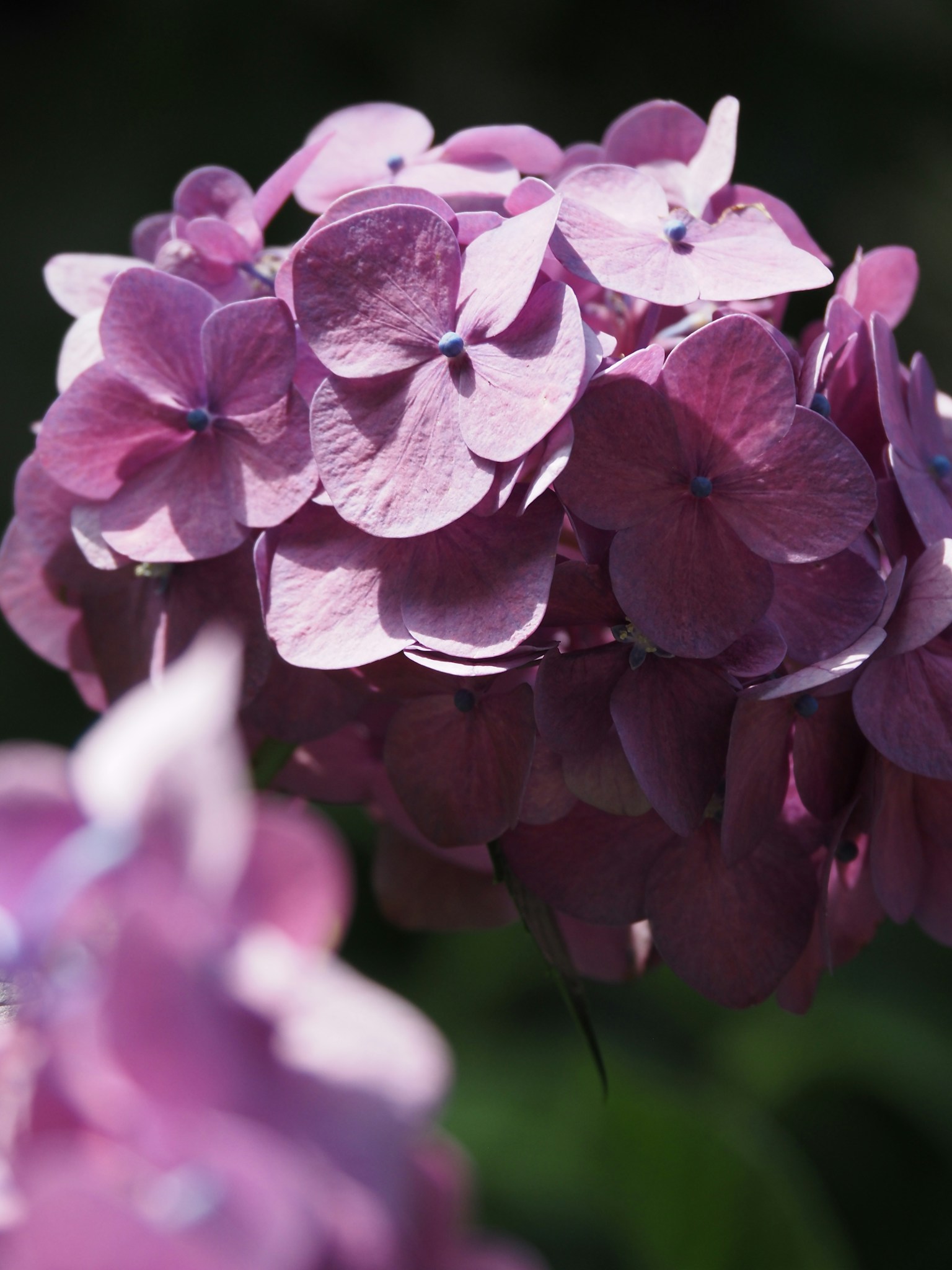 Nahaufnahme von blühenden lila Hortensienblüten