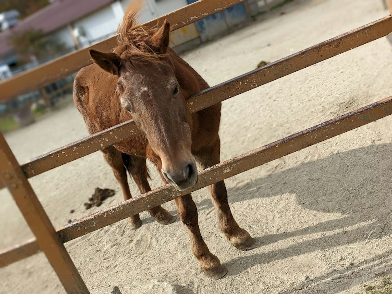 Cheval brun regardant à travers une clôture en bois