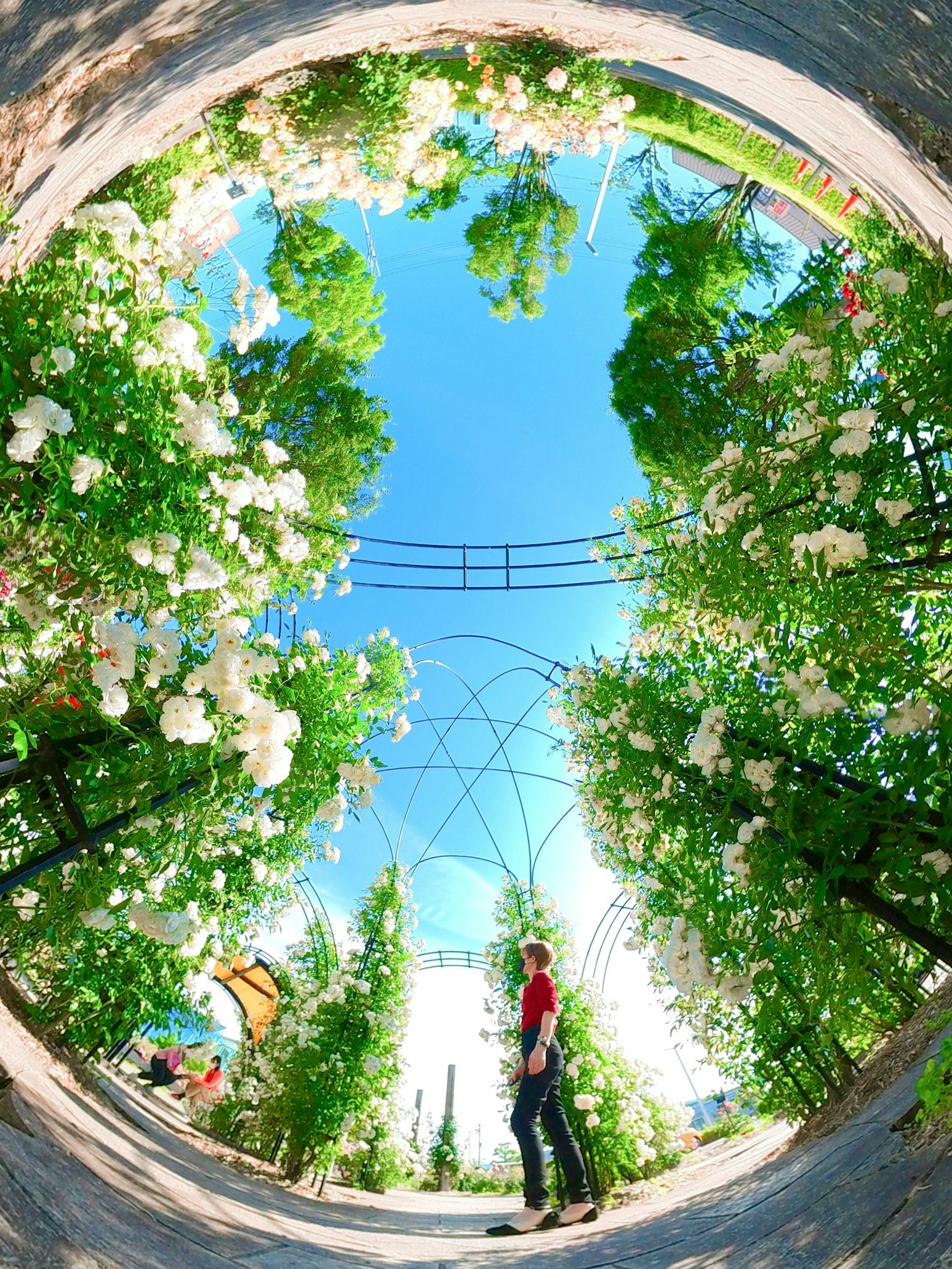 Personne debout dans un tunnel vert entouré de fleurs blanches et d'un ciel bleu