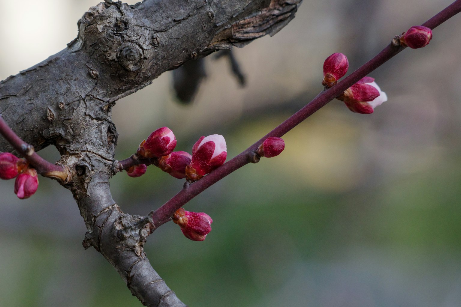 Gros plan de bourgeons rouges sur une branche avec une écorce texturée