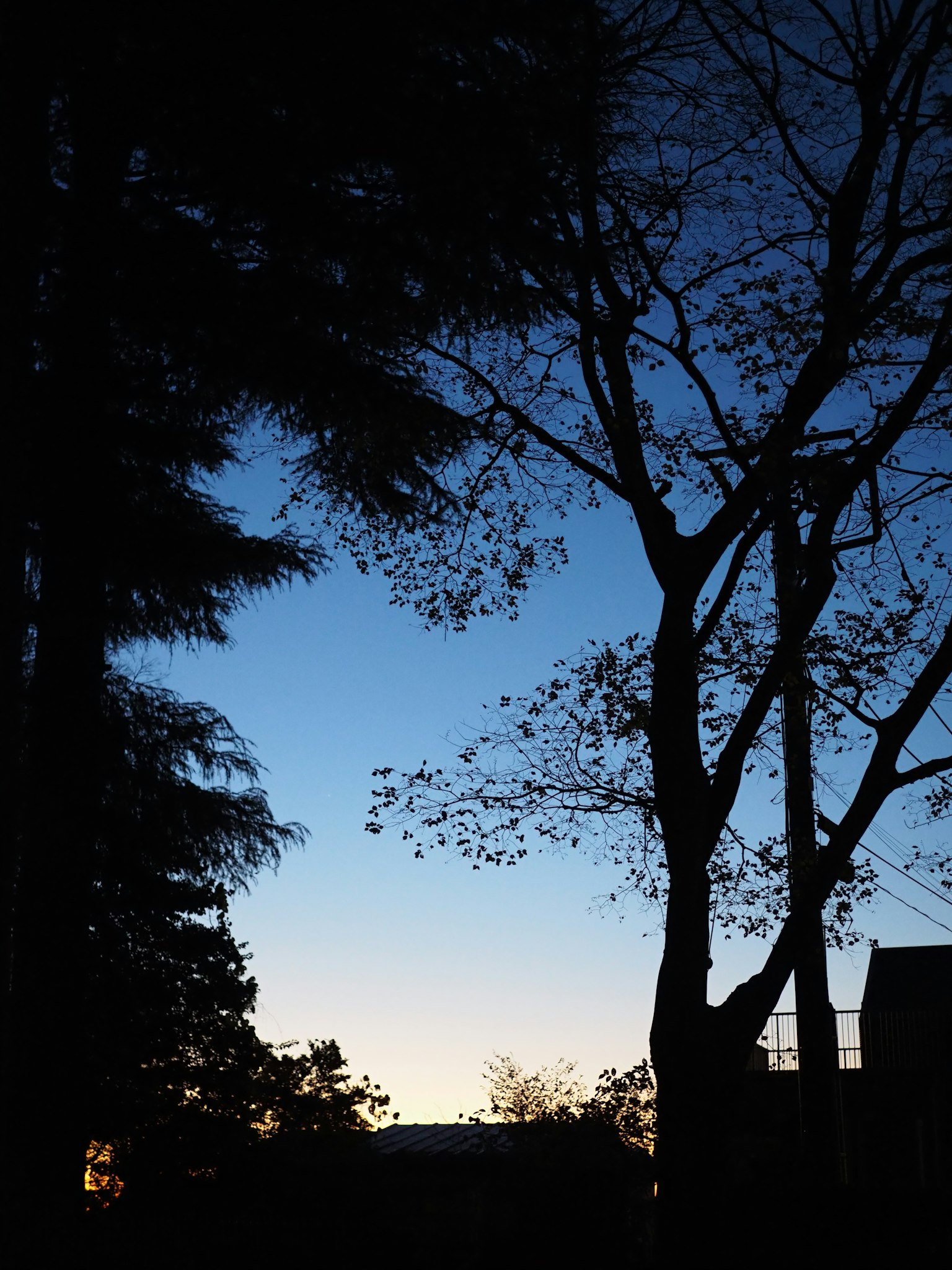 Silueta de árboles contra un cielo azul al anochecer
