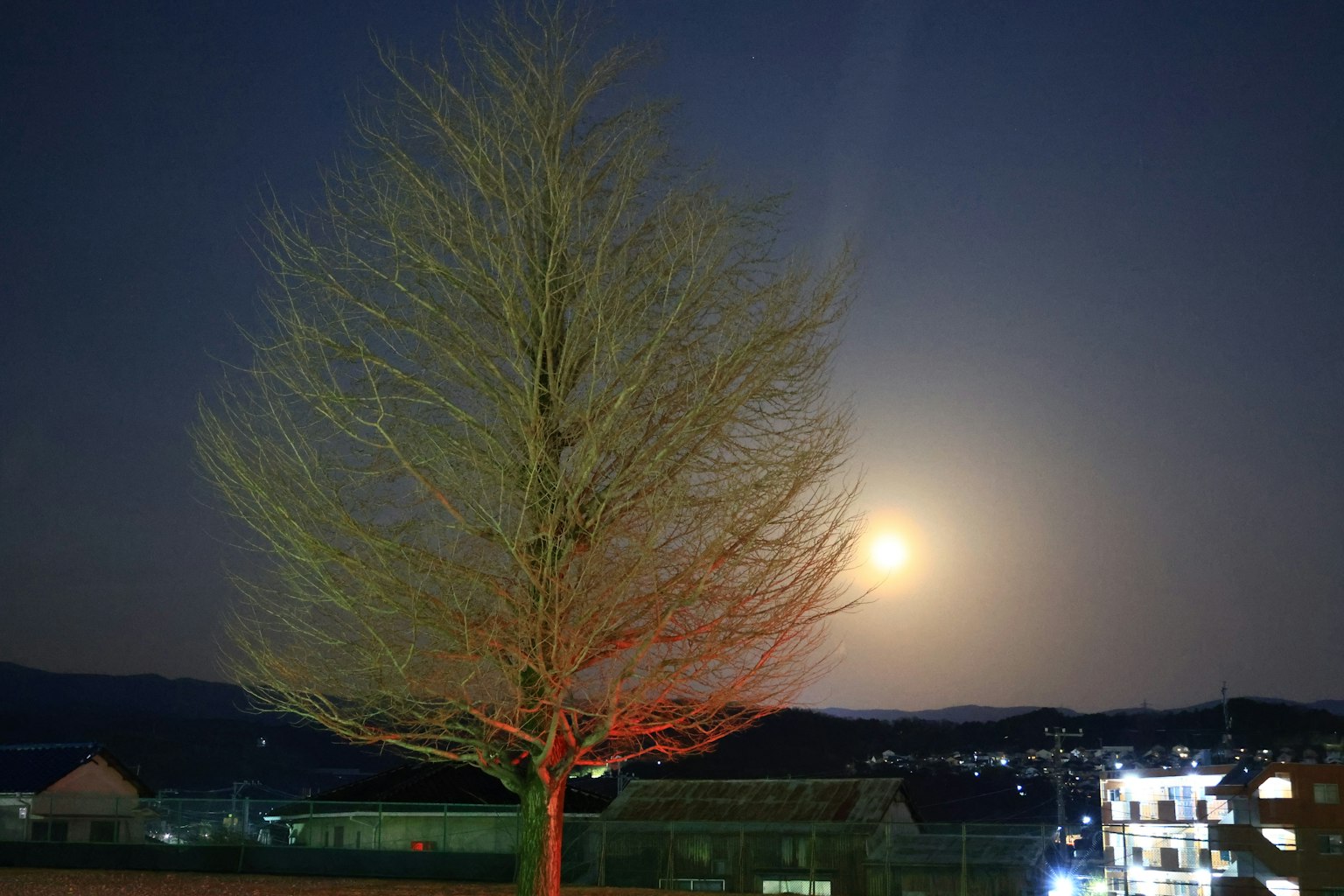 夜空下的大樹和明亮的月亮