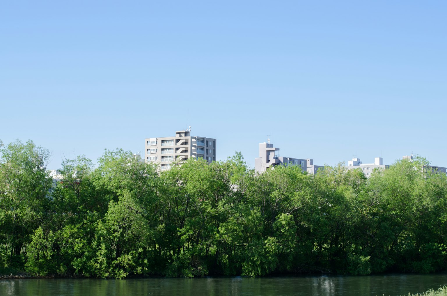 Lush green trees under a blue sky with apartment buildings in the background