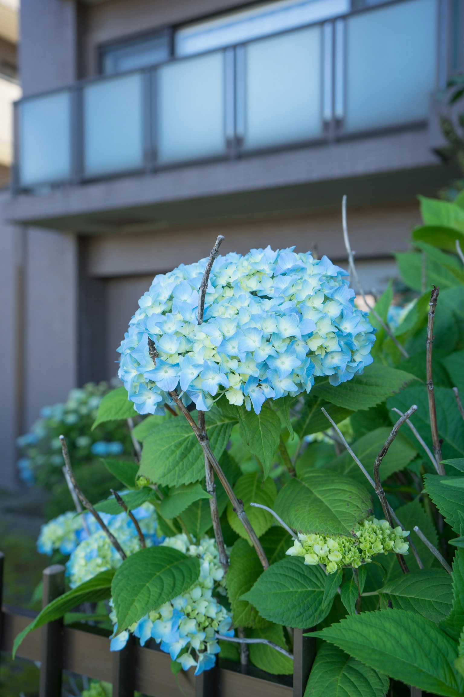 Hydrangea flowers in shades of blue with green leaves in a garden setting