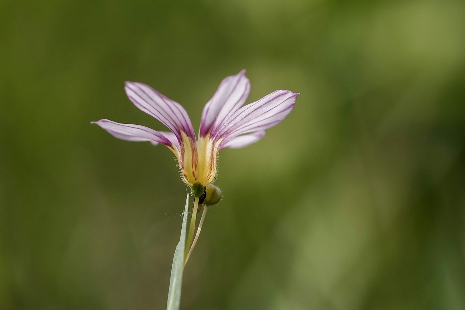 연한 분홍색 꽃이 녹색 배경에 피어 있다