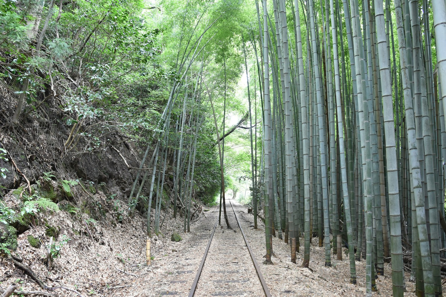 Un camino sereno rodeado de bambú y vías de tren