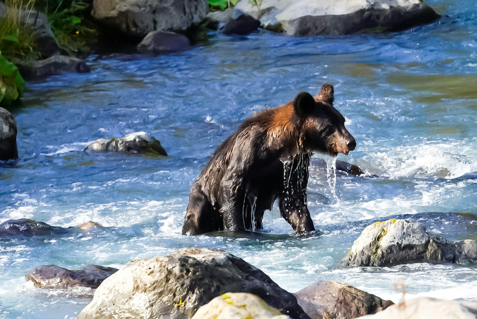 A brown bear wading through a river surrounded by rocks