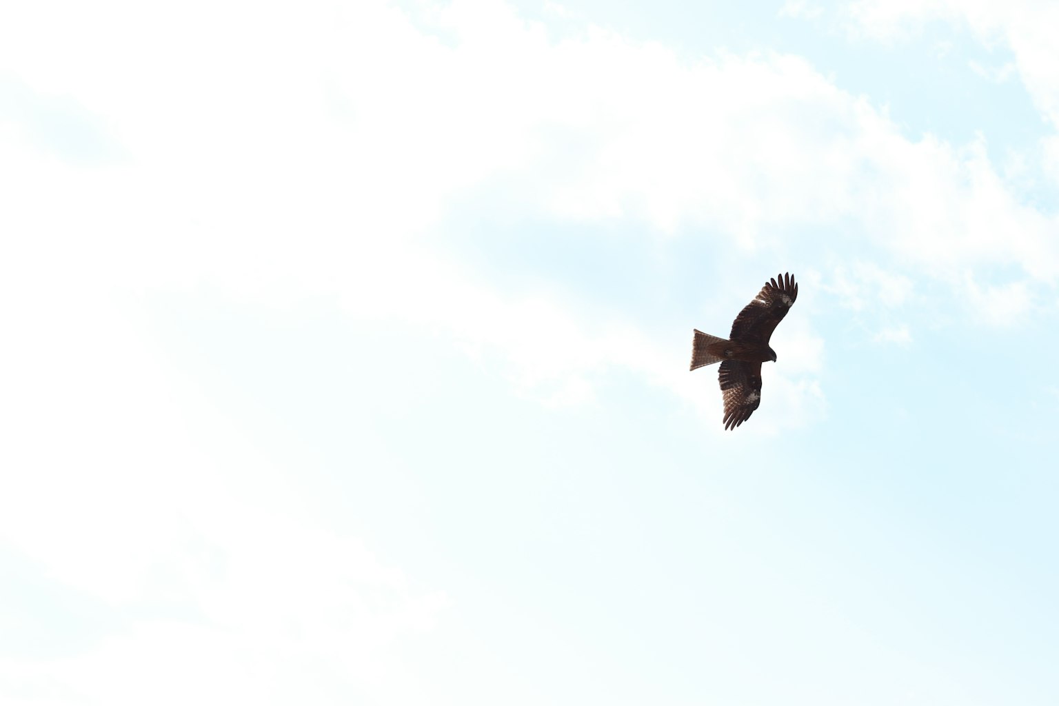 Silhouette of a hawk flying against a blue sky