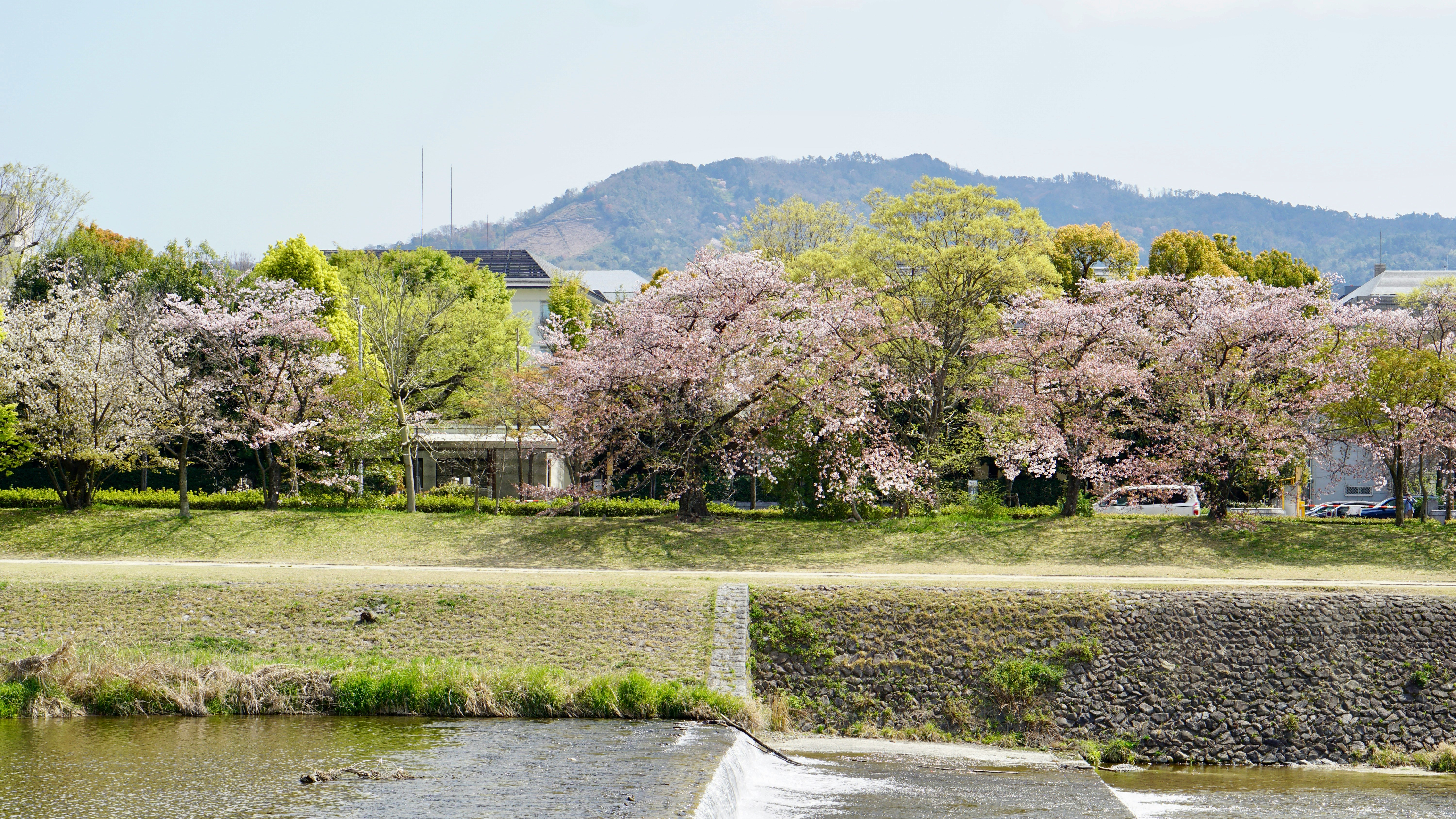 川沿いの芝生と桜並木、遠くに山が見える公園の風景