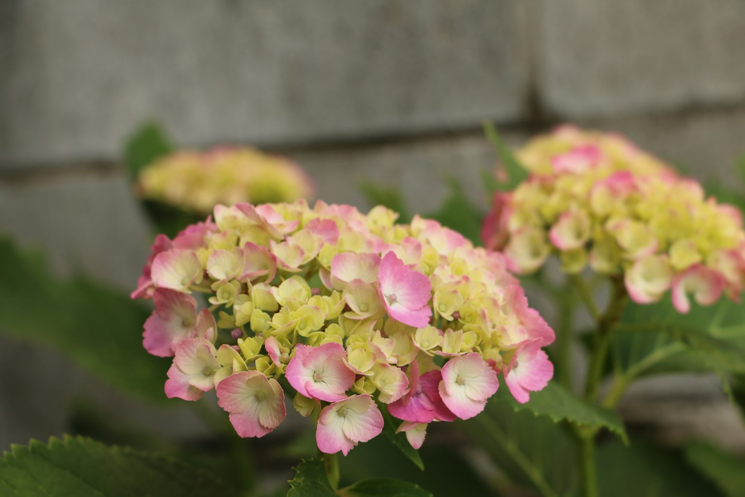 Hydrangea flowers with pink and light green hues in bloom