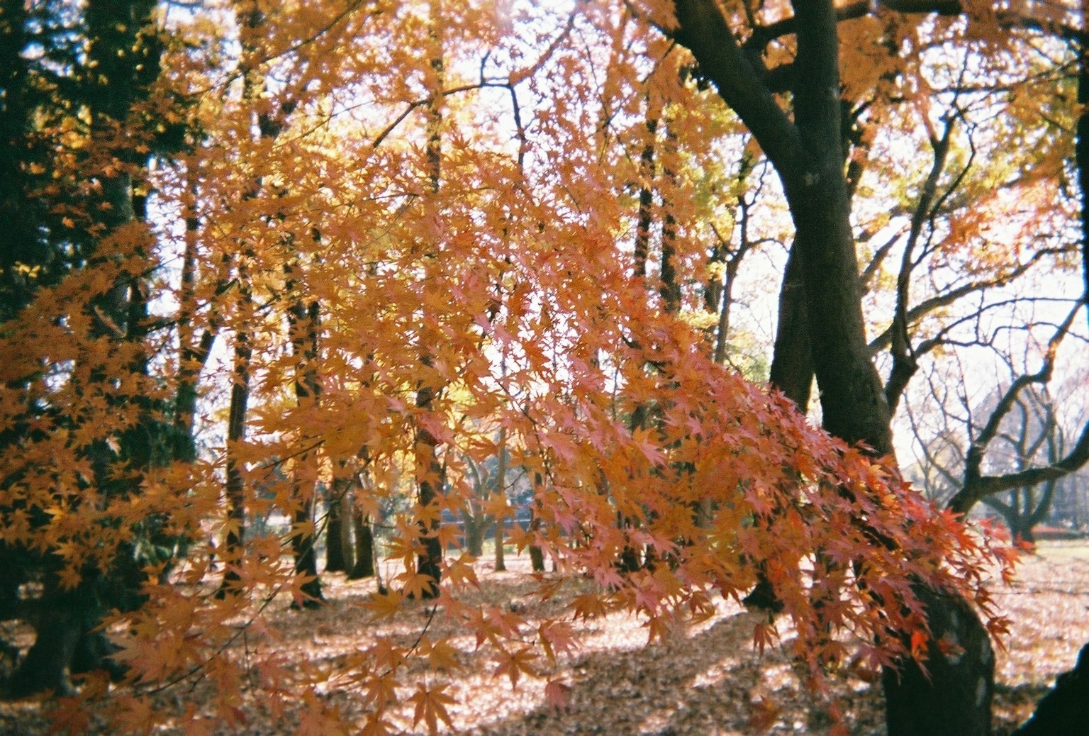 秋季橙色樹葉的風景