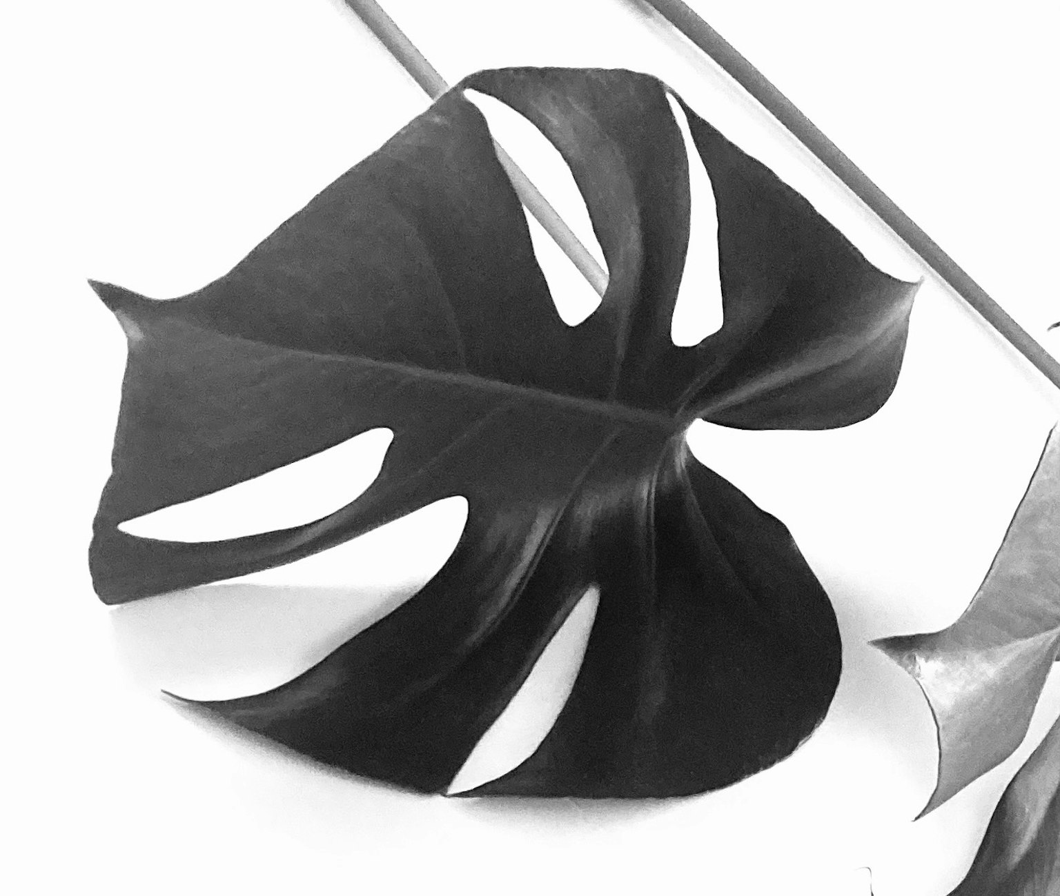 Hình ảnh đen trắng của lá Monstera với các lỗ cắt và hình dạng độc đáo