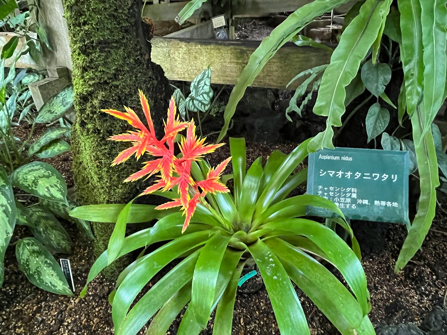 场景展示一株具有鲜艳红色花朵和绿色叶子的植物